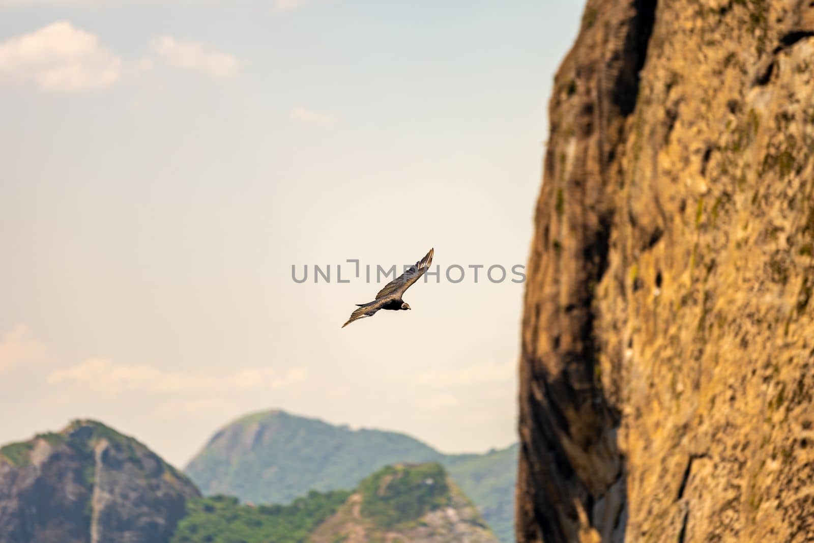 condor flying next to a rock above the ocean by Edophoto