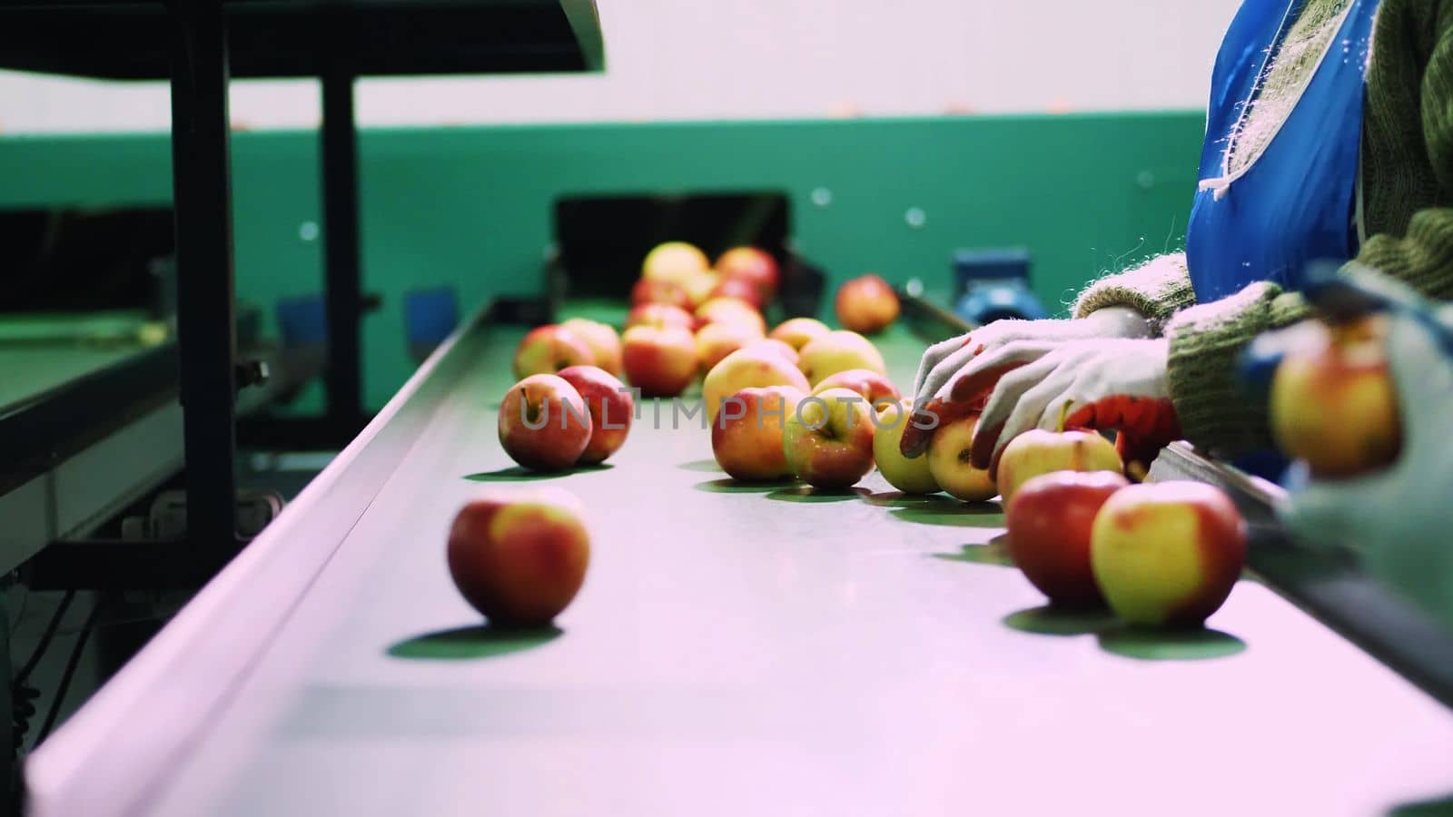 in an apple processing factory, workers in gloves sort apples. Ripe apples sorting by size and color, then packing. industrial production facilities in food industry. High quality photo