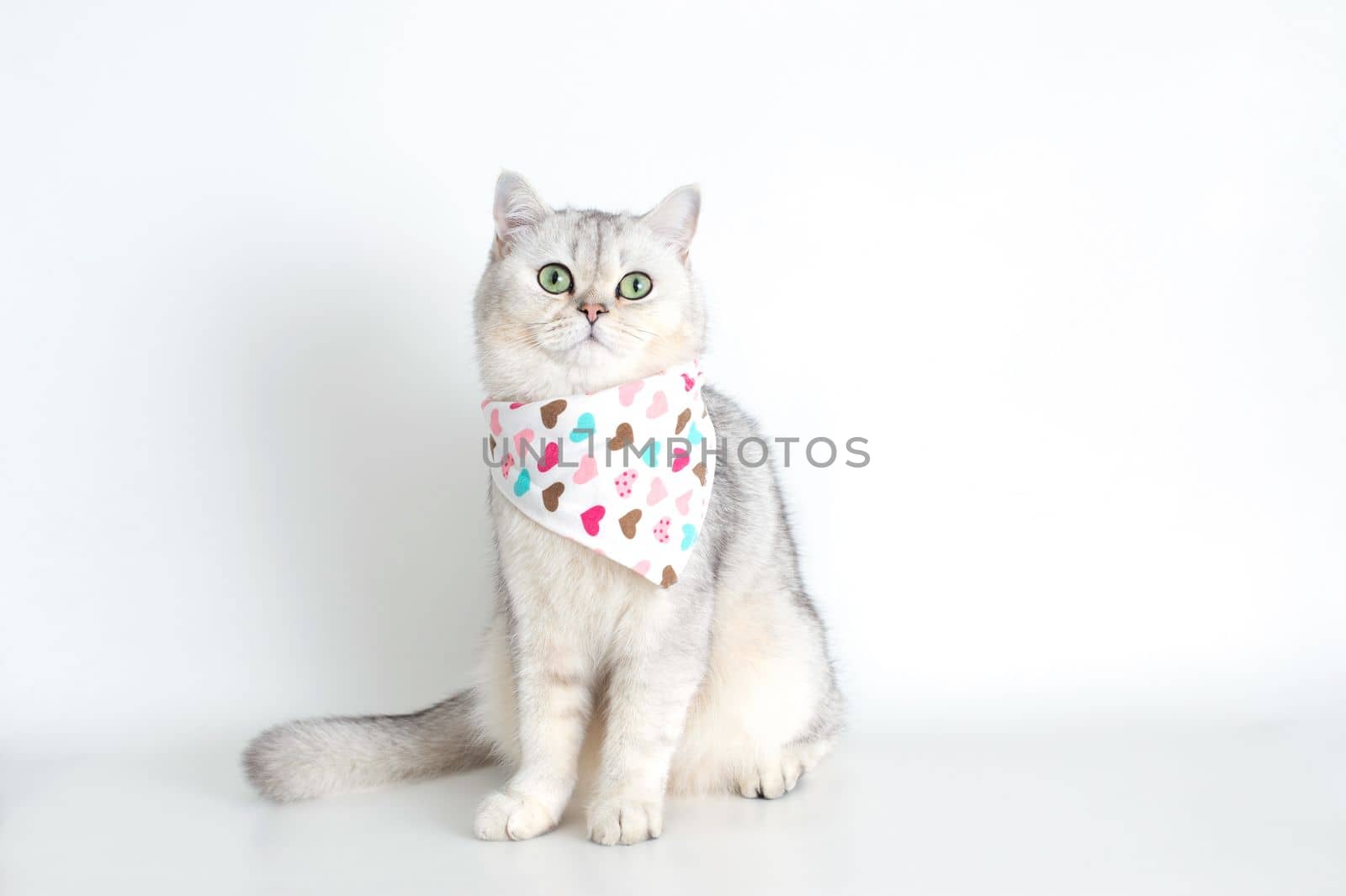 Adorable white cat sits on a white background, with a triangular neckerchief in hearts. Copy space