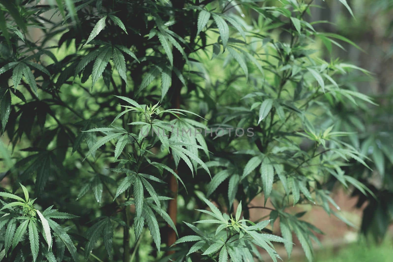 SoG hemp cultivation technique. Growing pot in groutent. Vegetative stage of marijuana growth. Medical marijuana. Background of cannabis leaves. A large amount of marijuana. Growing cannabis indoors...