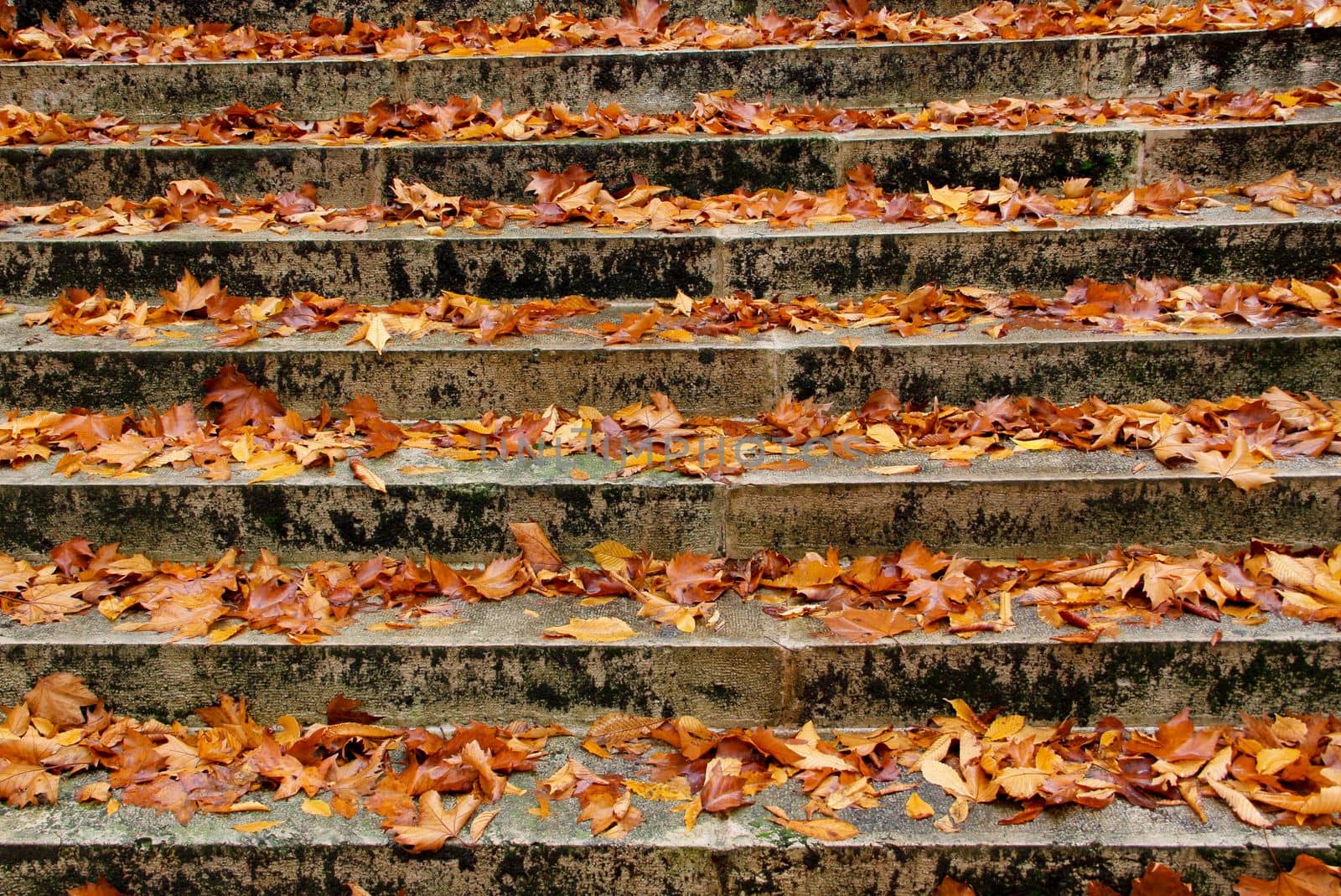 stairs with autumn leaves view on old stone steps in autumn park. by gallofoto
