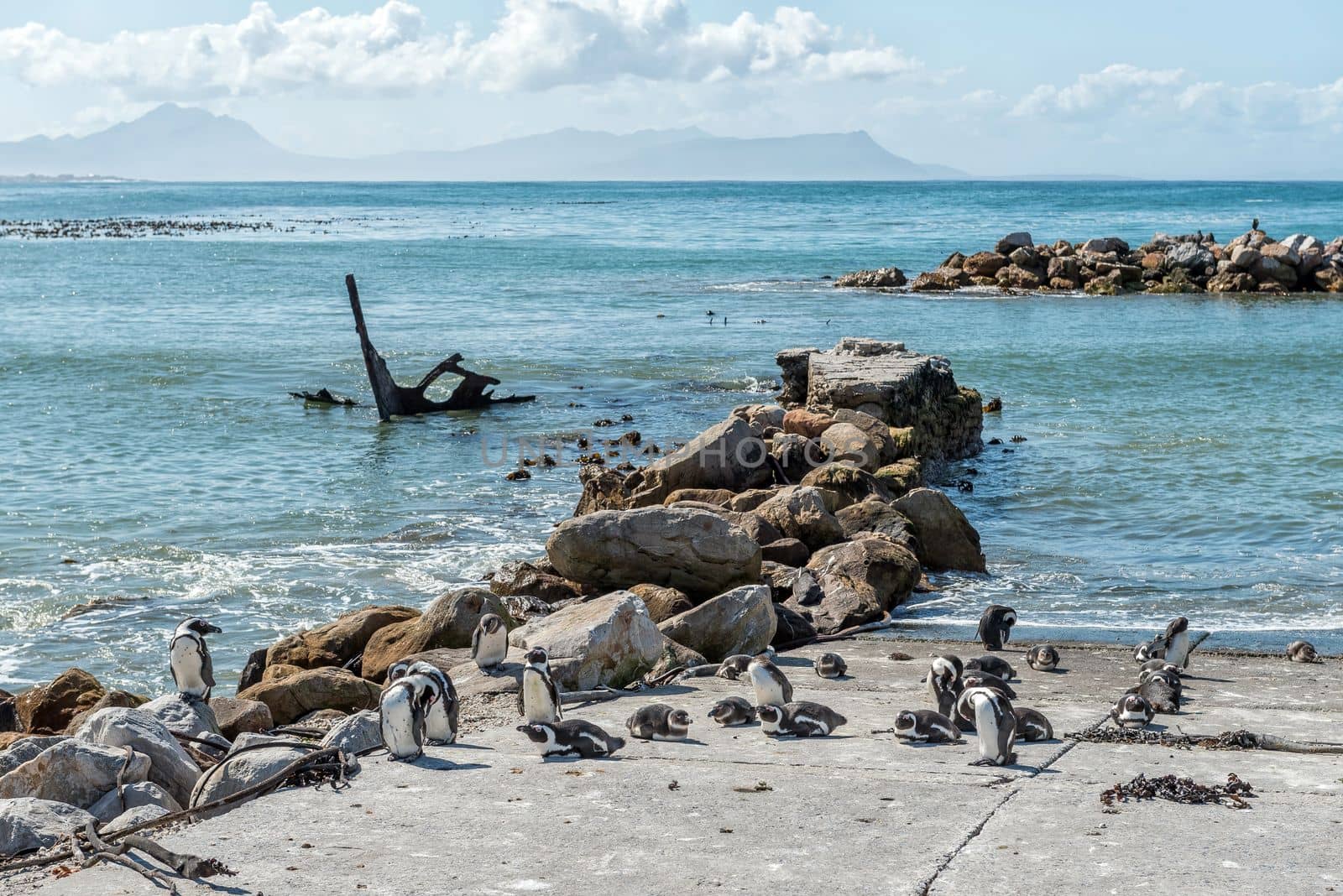 African Penguins at Stony Point Nature Reserve in Bettys Bay. Part of the Una shipwreck is visible