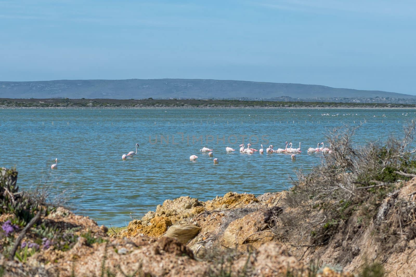 Greater flamingoes on Springfield saltpans in Agulhas National Park by dpreezg