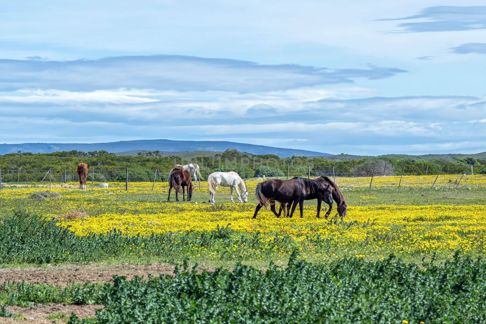 Horses grazing between wild flowers in Struisbaai in the Western Cape Province