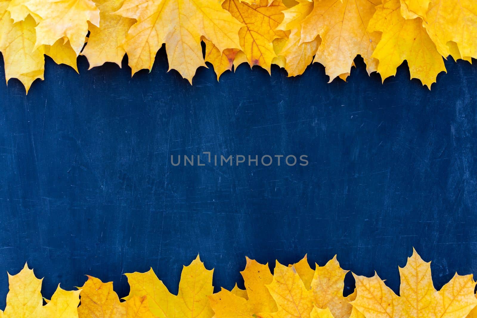 Autumn leaves frame on up side blue Chalkboard background top view Fall Border yellow maple Leaves vintage background table Mock up for your design. Display for product or text, Back to school.