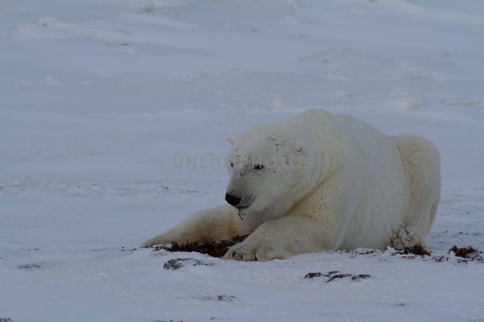 A polar bear or Ursus maritumus lying down with paws stretched out on snow by Granchinho