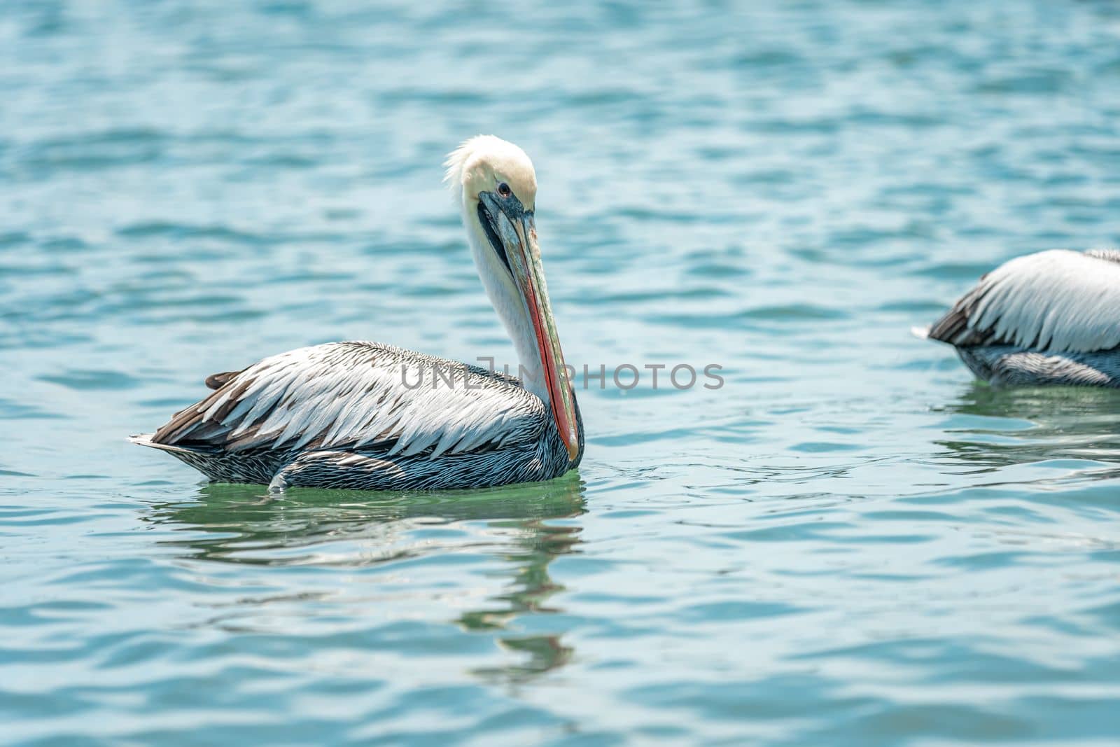 pelicans on the water surface of the ocean by Edophoto