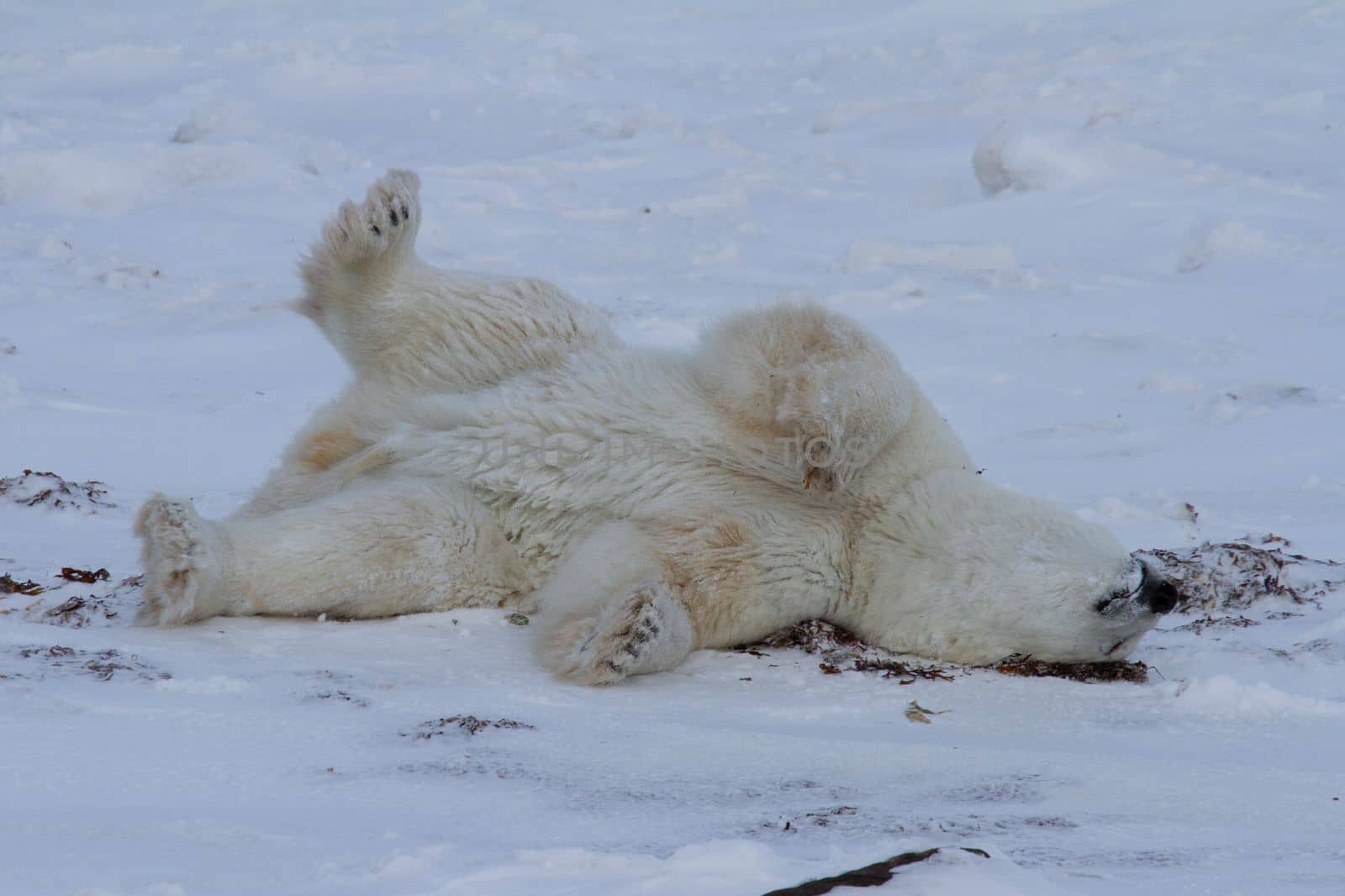 A polar bear rolling around in snow with legs in the air, with snow on the ground by Granchinho