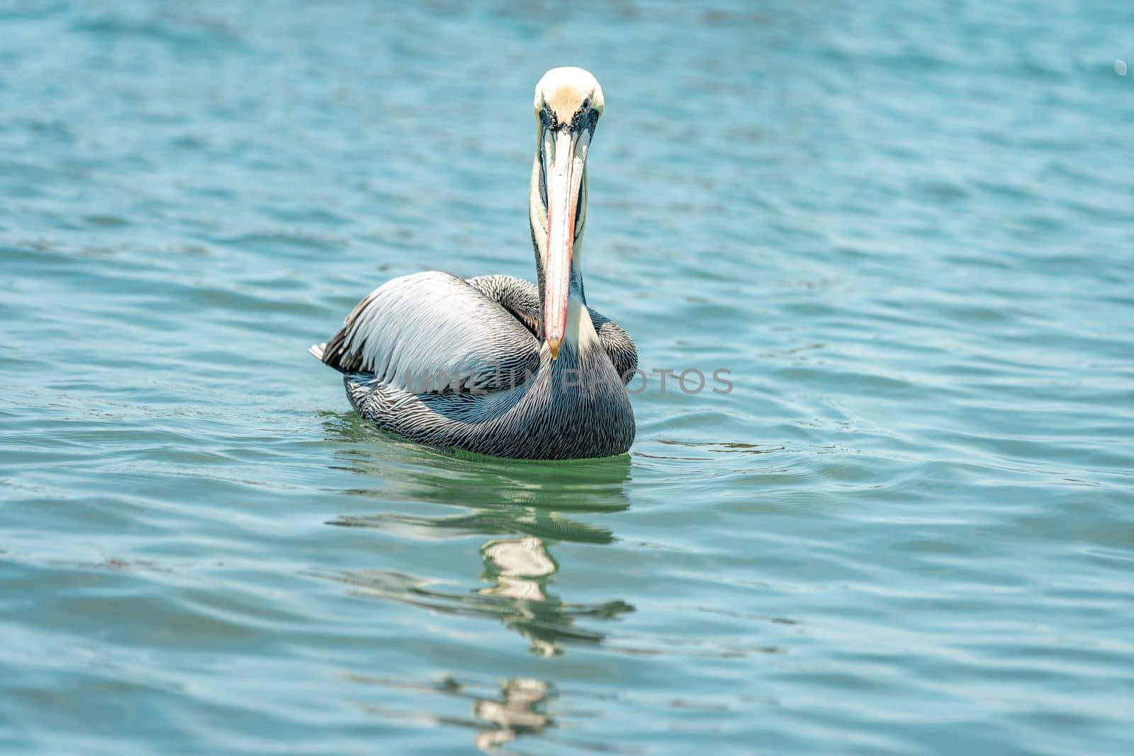 pelicans on the water surface of the ocean by Edophoto