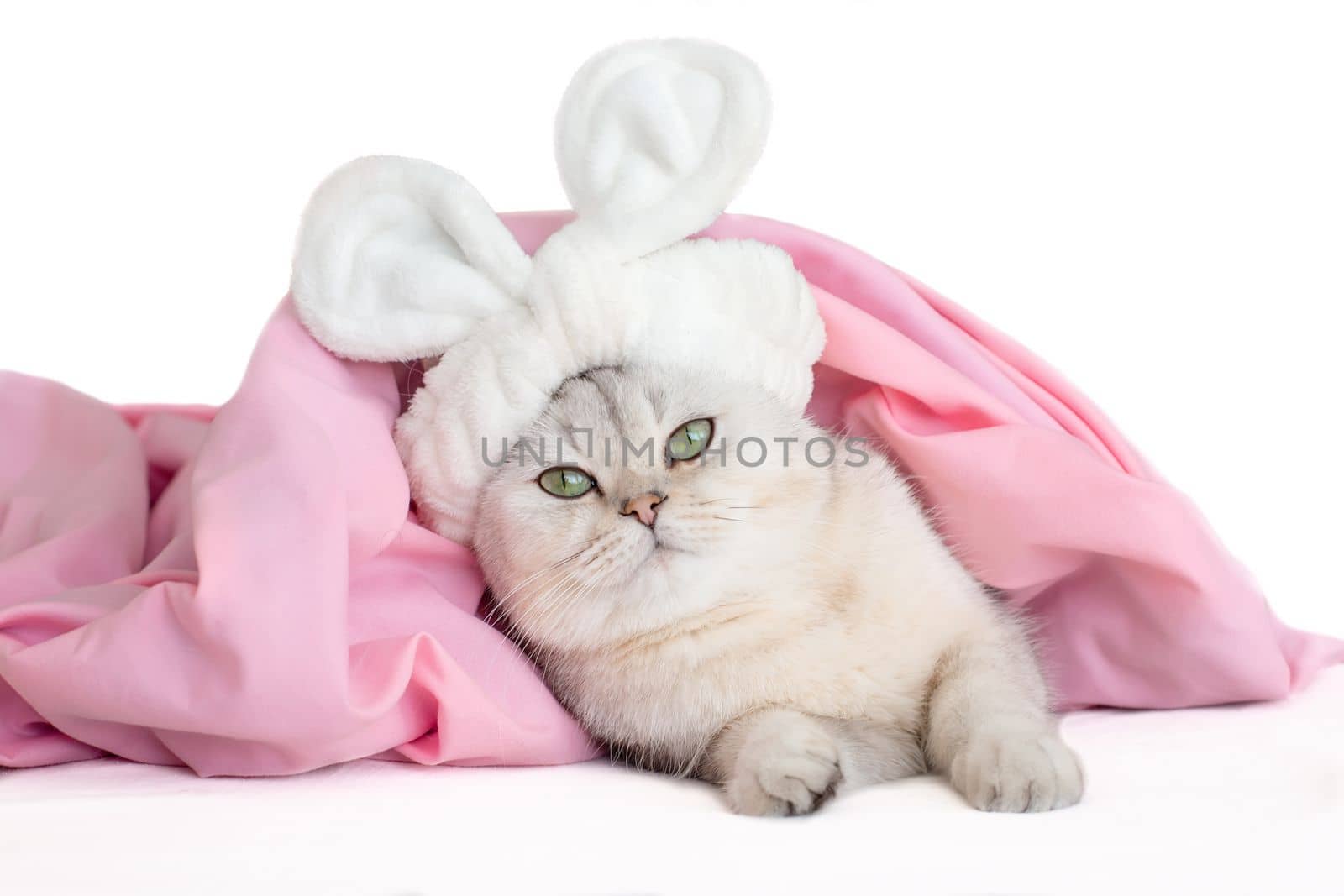 Funny white cat, in a bandage with ears, lies under a pink blanket, isolated on white background