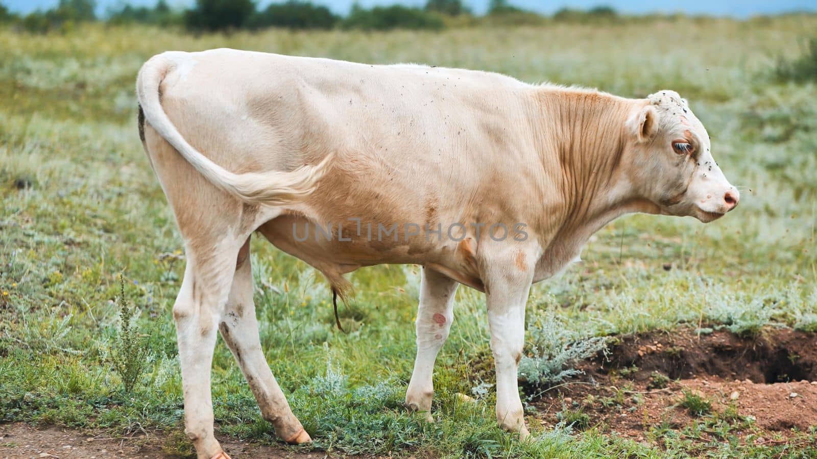 Red bulls grazing in a pasture on a cloudy day