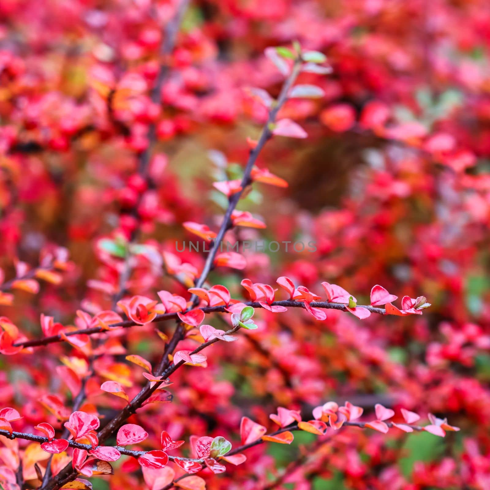 Blurred autumn background. Red leaves and fruits on the cotoneaster horizontalis branches
