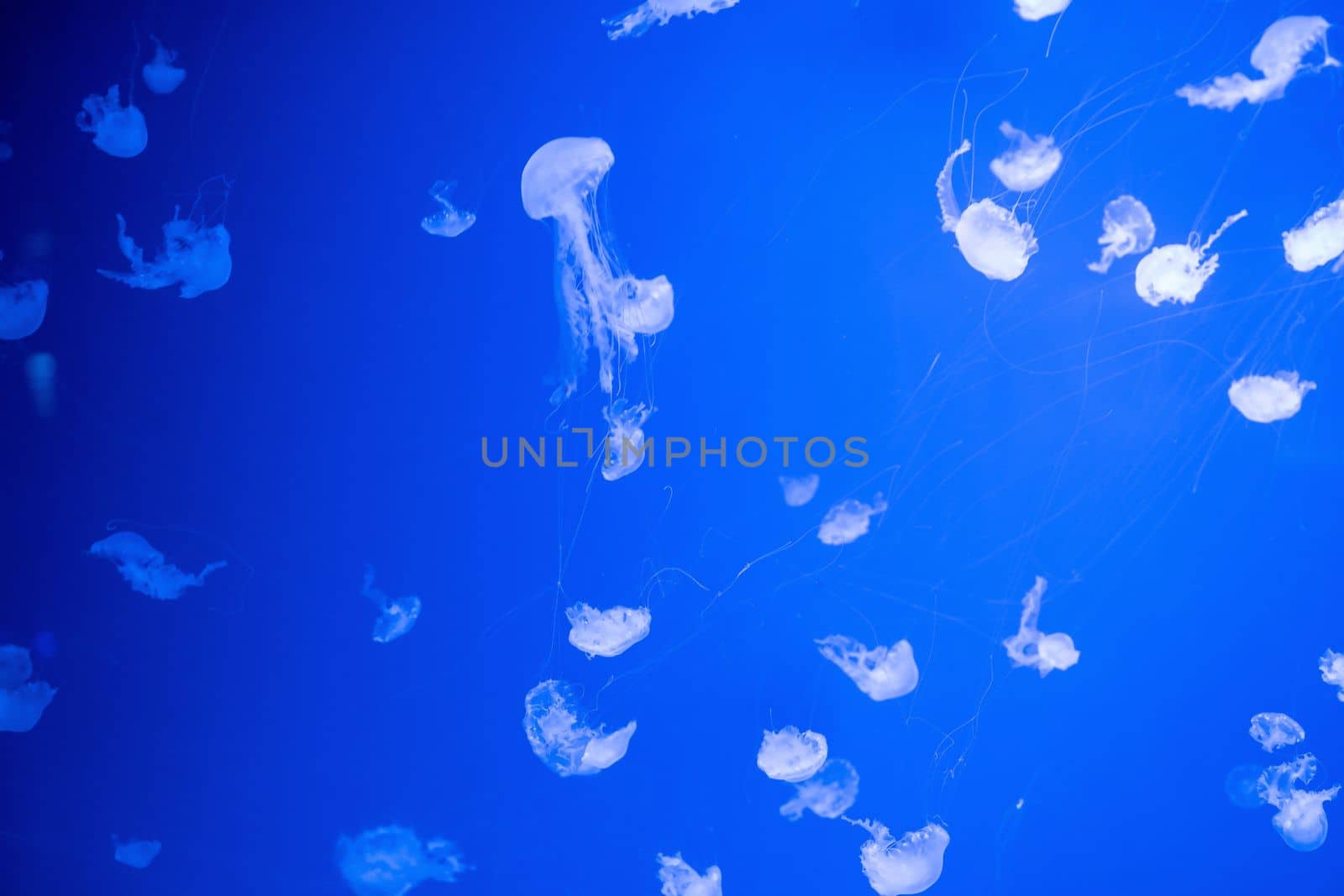 Background of Jellyfish Atlantic Sea Nettle, Chrysaora quinquecirhha. Blue neon glow light effect