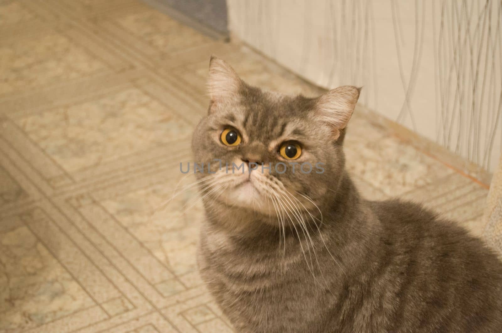 close-up portrait of a sad gray british cat with yellow eyes, favorite pet, High quality photo