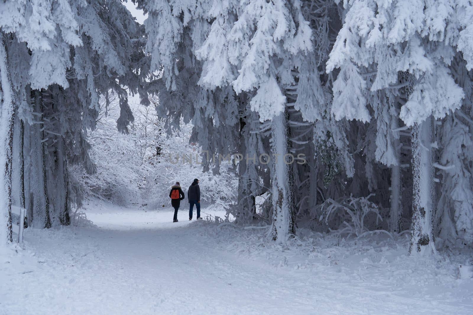 The tineger girl in ski suite with her father goes on the trail. On the lawn covered with snow the nice trees are standing poured with snowflakes in frosty winter morning. Dreamy firs in the enchanted forest. Back view. High quality photo