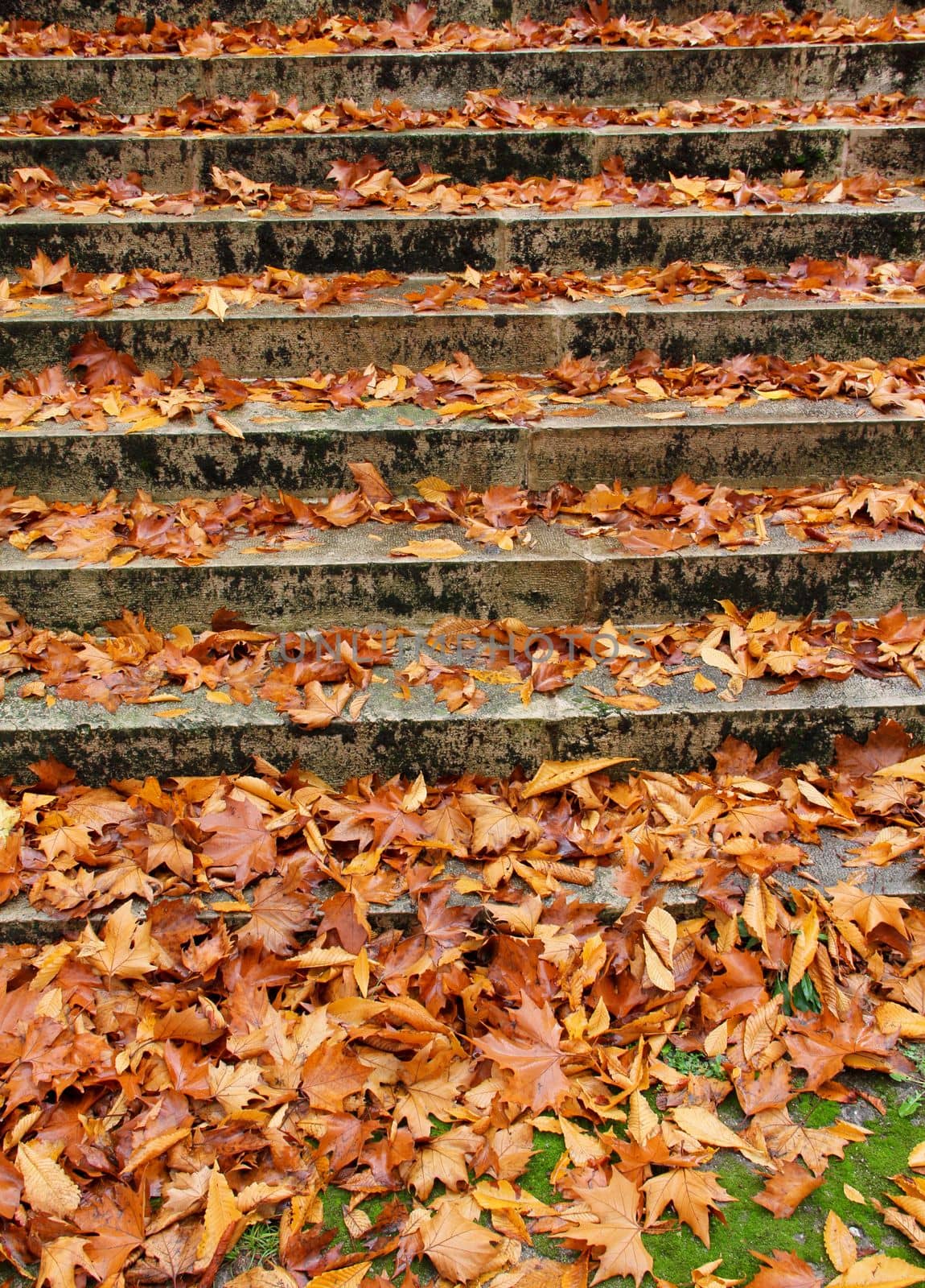 stairs with autumn leaves view on old stone steps in autumn park. by gallofoto