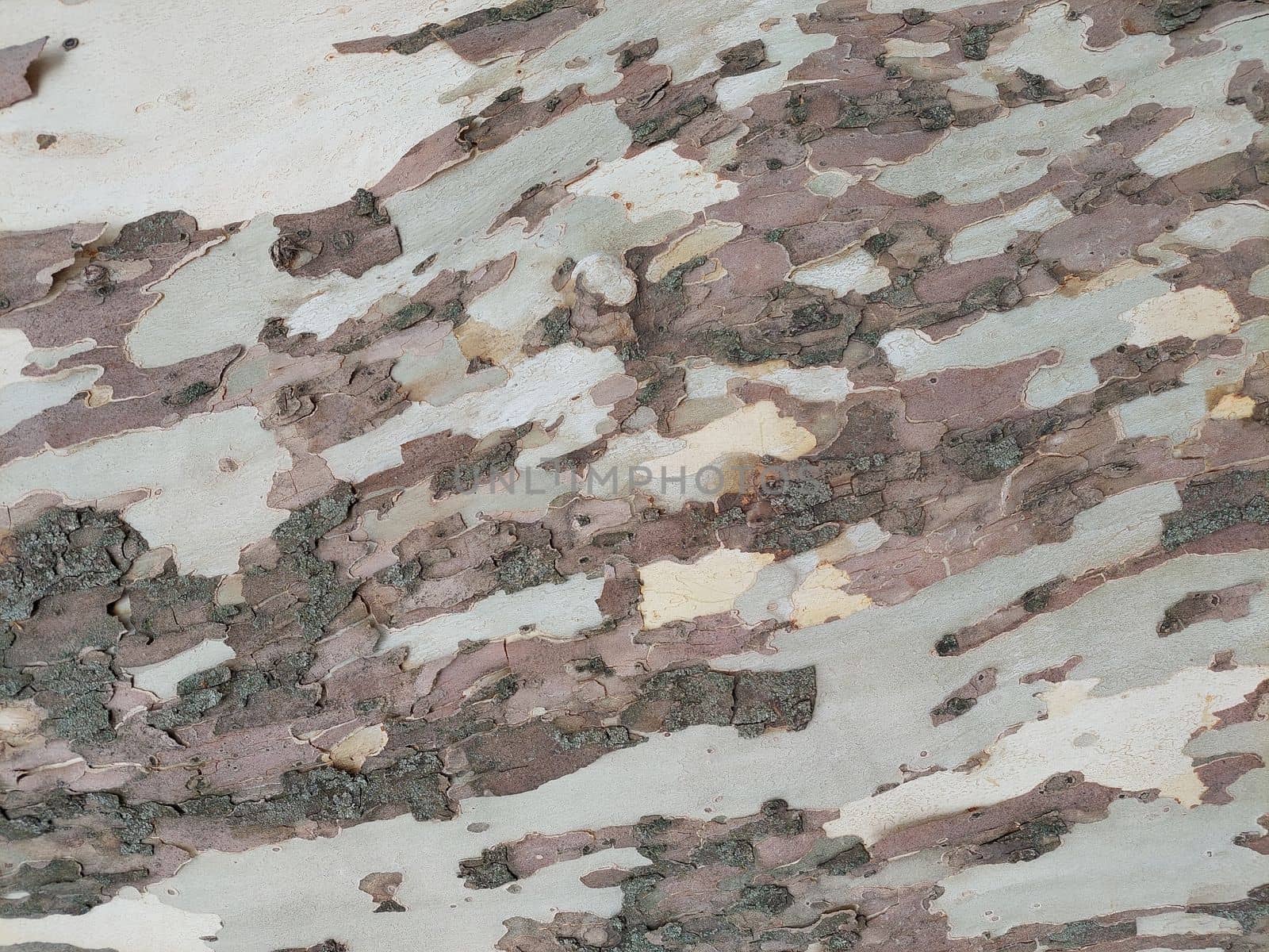 Gray white close up tree bark background pattern. High quality photo