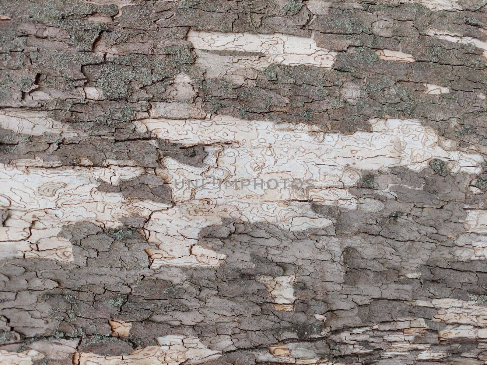 Gray white close up tree bark background pattern. by gallofoto