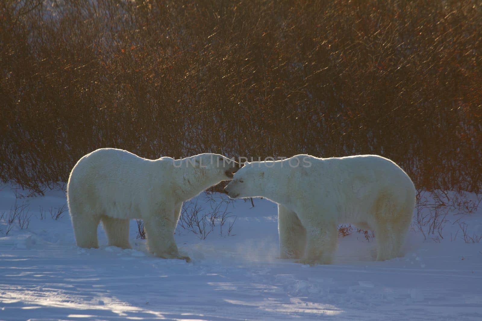 Two polar bears sniffing each other with snow on the ground and willows in the background, near Churchill, Manitoba Canada