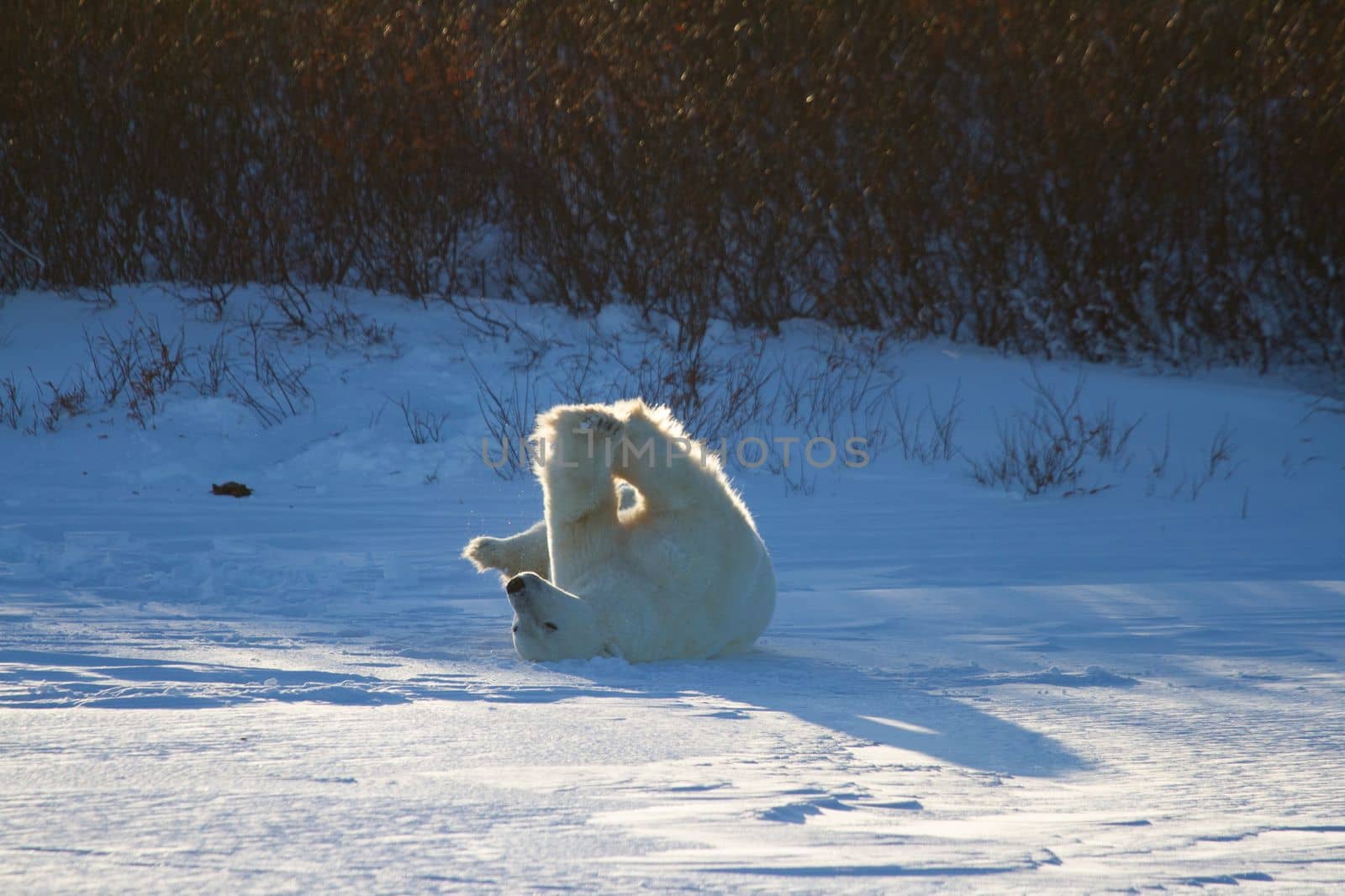 A polar bear rolling around in snow with legs in the air, with snow on the ground and willows in the background, near Churchill, Manitoba Canada