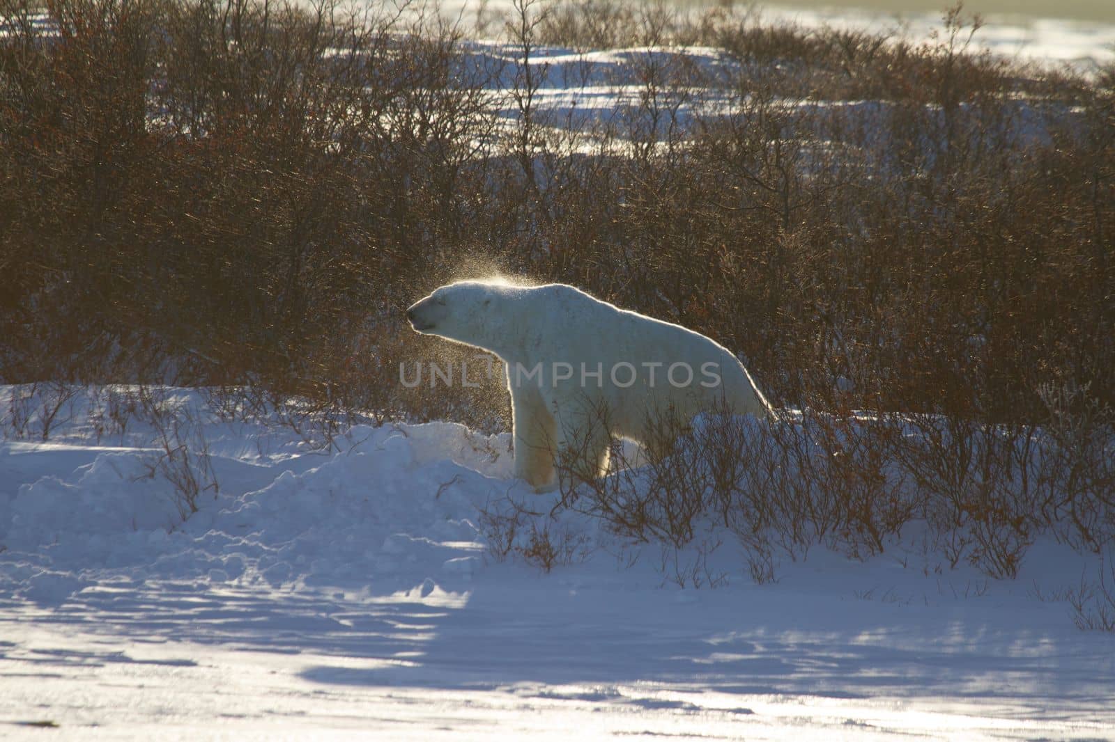 A polar bear or ursus maritumus shaking snow off, near Churchill, Manitoba Canada by Granchinho