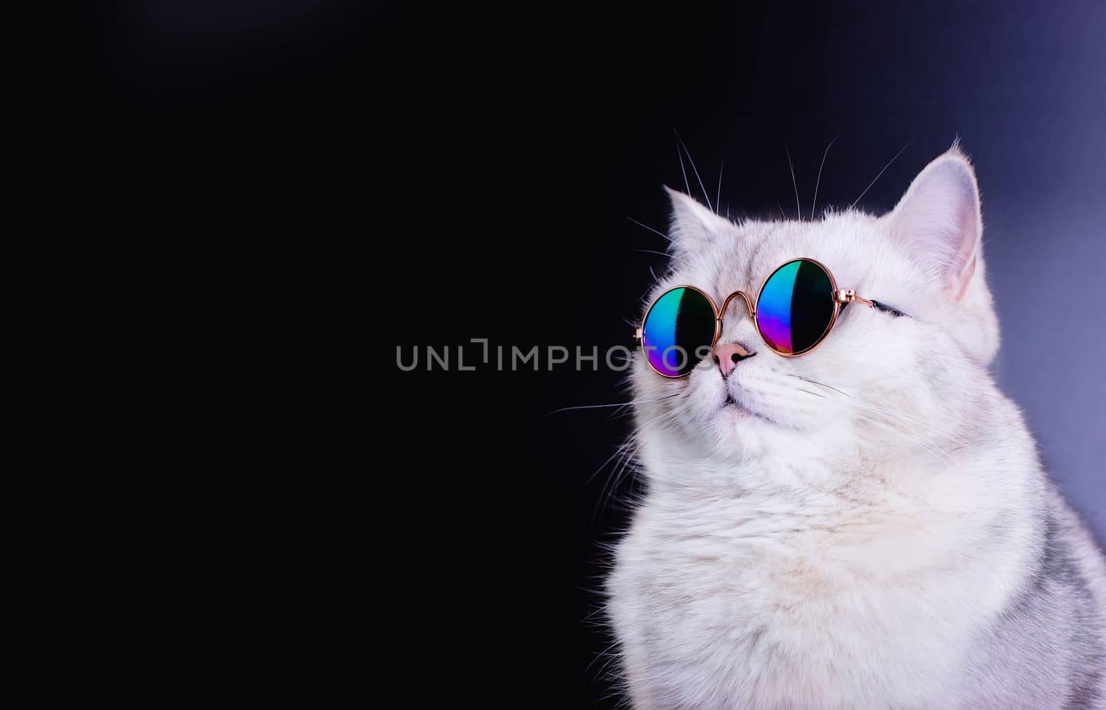 Studio portrait of a well-fed white British cat in blue sunglasses on a black background, looking away. Close up. Copy space