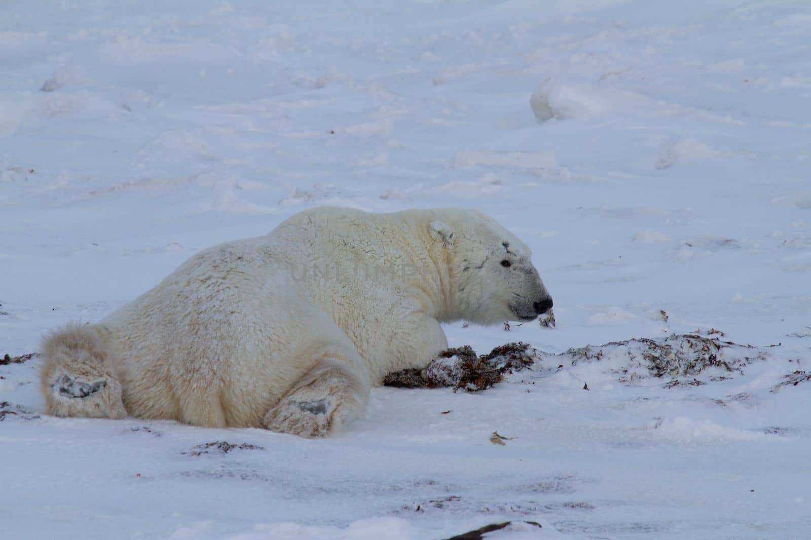 A polar bear or Ursus maritumus lying down with paws stretched out on snow, near Churchill, Manitoba Canada