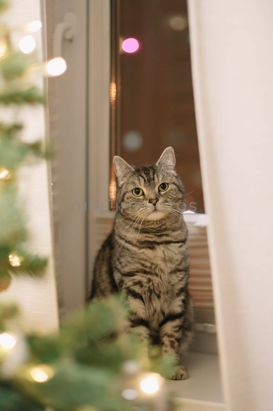 A beautiful domestic gray cat next to a decorated Christmas tree. Merry Christmas and New Year