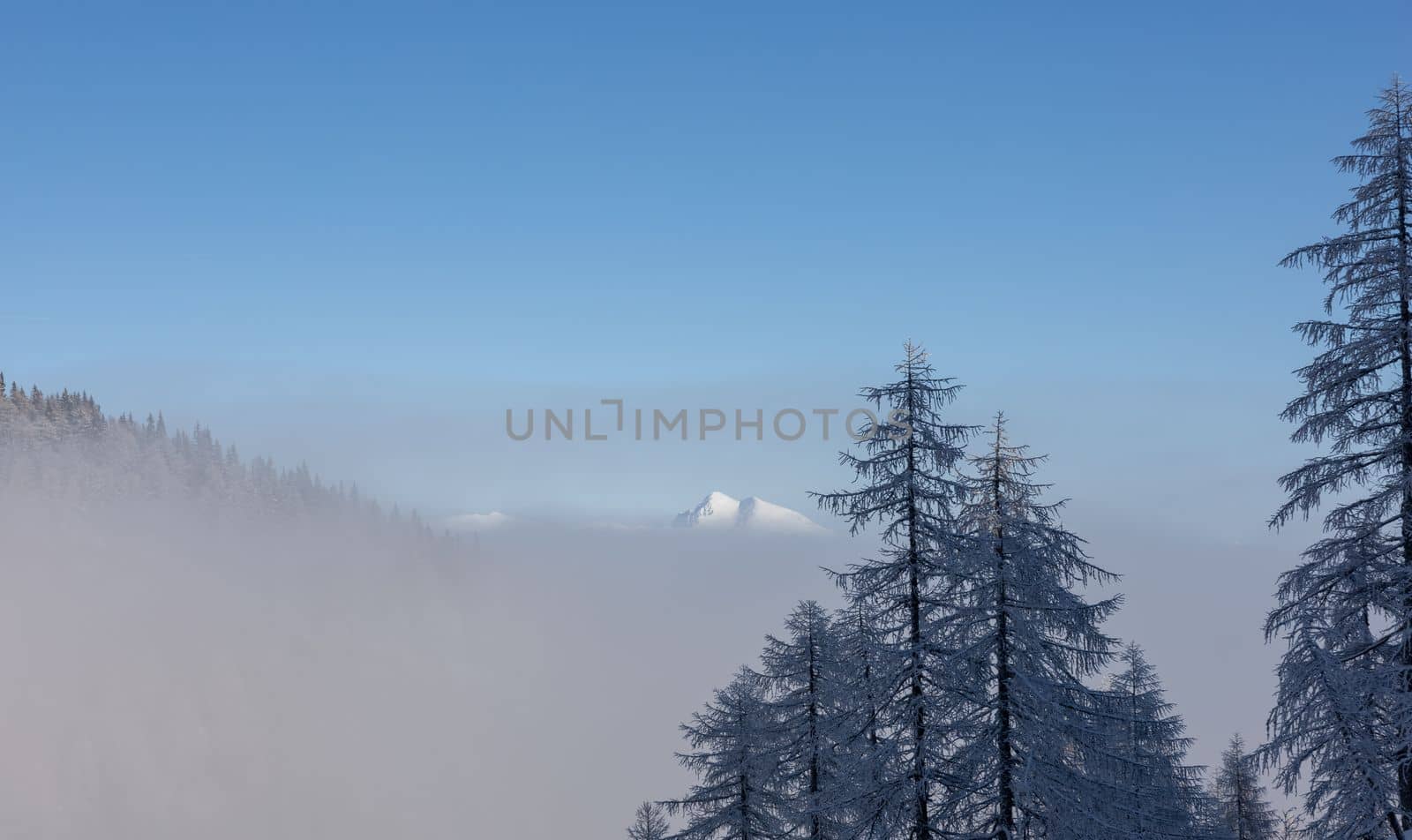 winter mountain landscape peaks and trees snow covered by Chechotkin