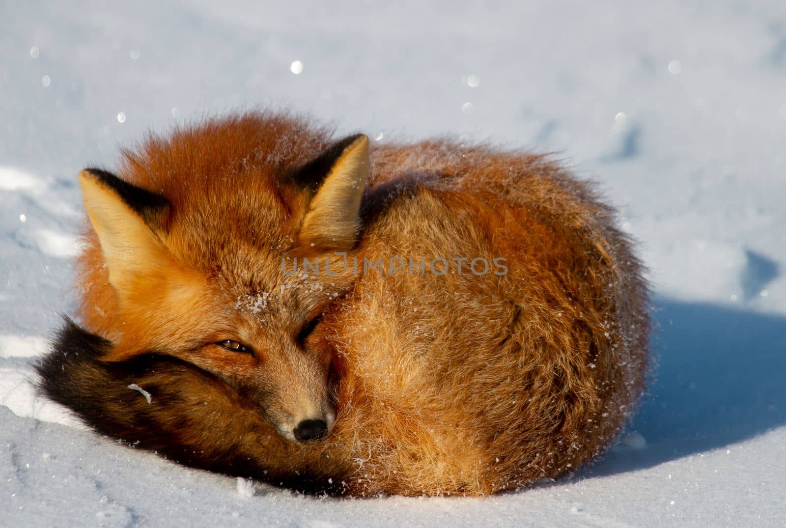 Closeup of a red fox or Vulpes vulpes curled up in a snowbank near Churchill, Manitoba Canada by Granchinho