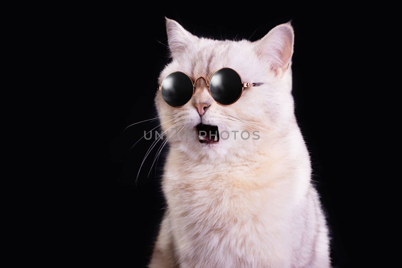 Funny portrait of a white cat in blue sunglasses and open mouth in surprise, on a black background, looking away. To close. Copy space