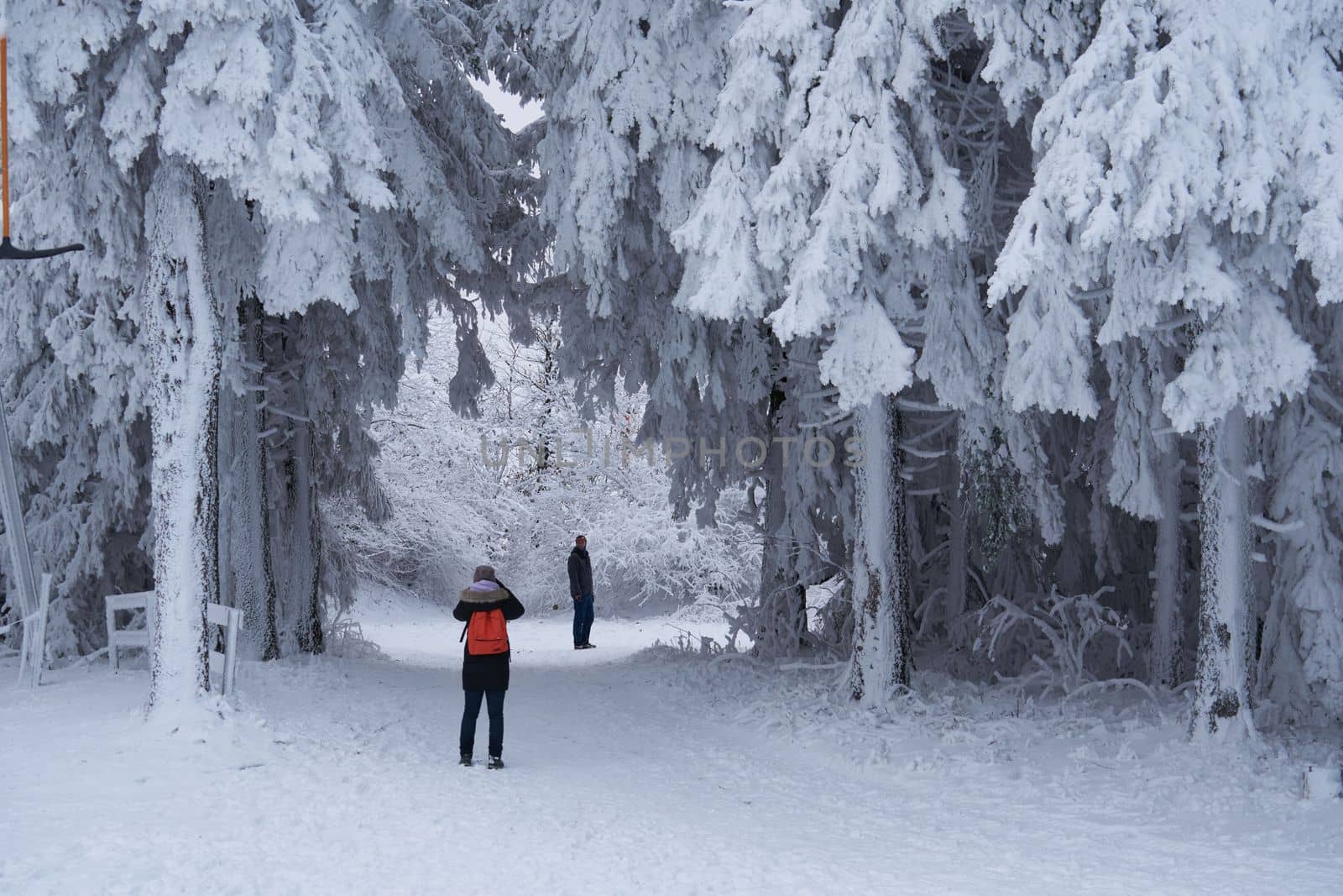 The tineger girl in ski suite with her father goes on the trail. On the lawn covered with snow the nice trees are standing poured with snowflakes in frosty winter morning. Dreamy firs in the enchanted forest. Back view. High quality photo