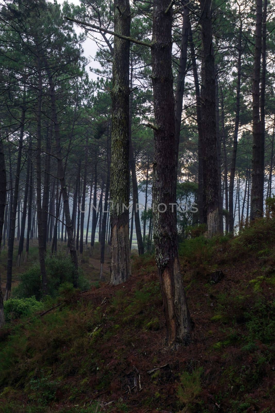 Early morning in a pine forest. Landscape