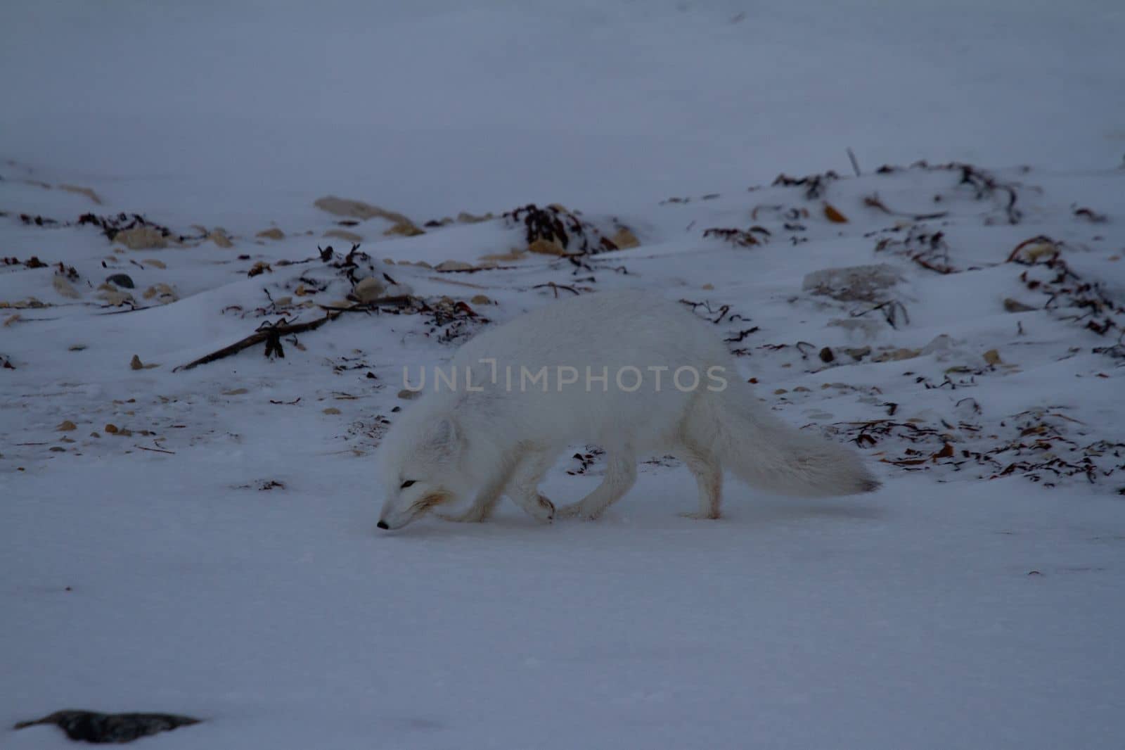 Arctic fox or Vulpes Lagopus sniffing the ground in a snowy scene, near Churchill Manitoba