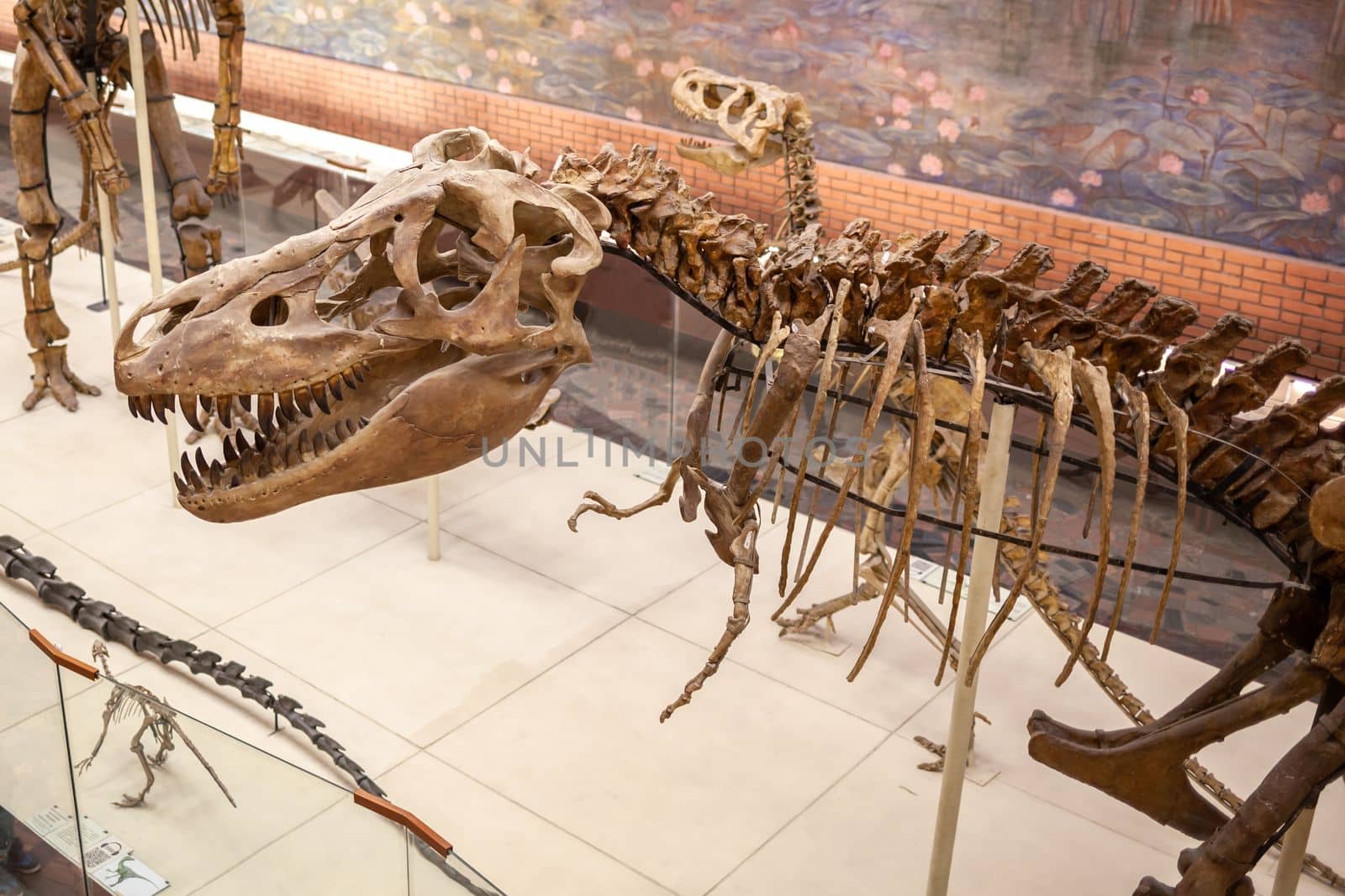 20.11. 2022, Moscow, Russia, Yu.A. Orlov Paleontological Museum, Tricerapers Dinosaur Skeleton. Tyrannosaurus rex skull, Giant Dinosaur. T-rex skeleton