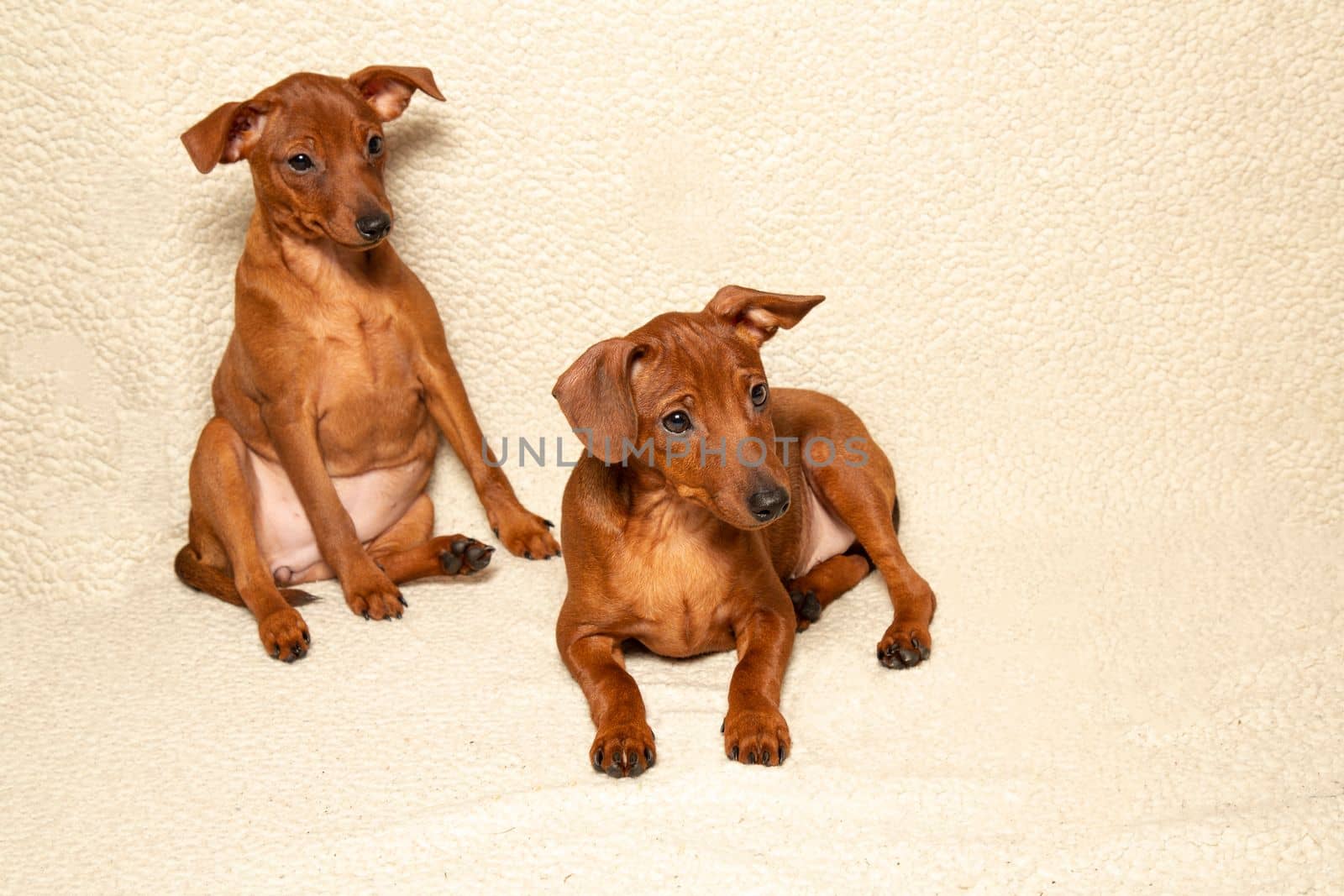 Two small dogs are sitting and lying on a light blanket. Two purebred puppies on a light background. Pets. Mini pinscher.