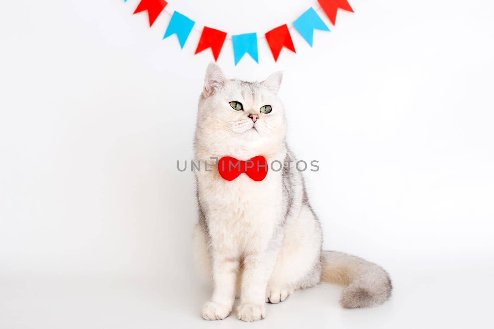 Cute white cat in a red bow tie, sitting on a white background under different garlands of flags , looking away. Copy space