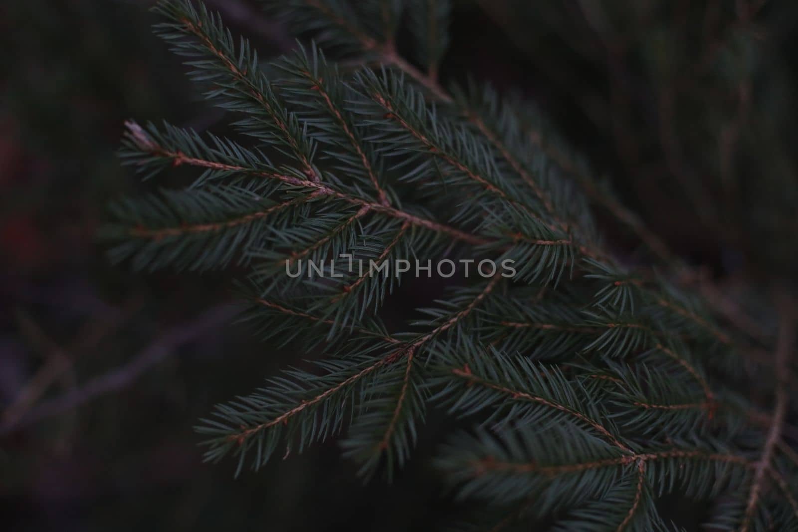 Evergreen background, Conifer green texture. fresh green christmas leaves, branches of fir tree. Christmas pine tree wallpaper