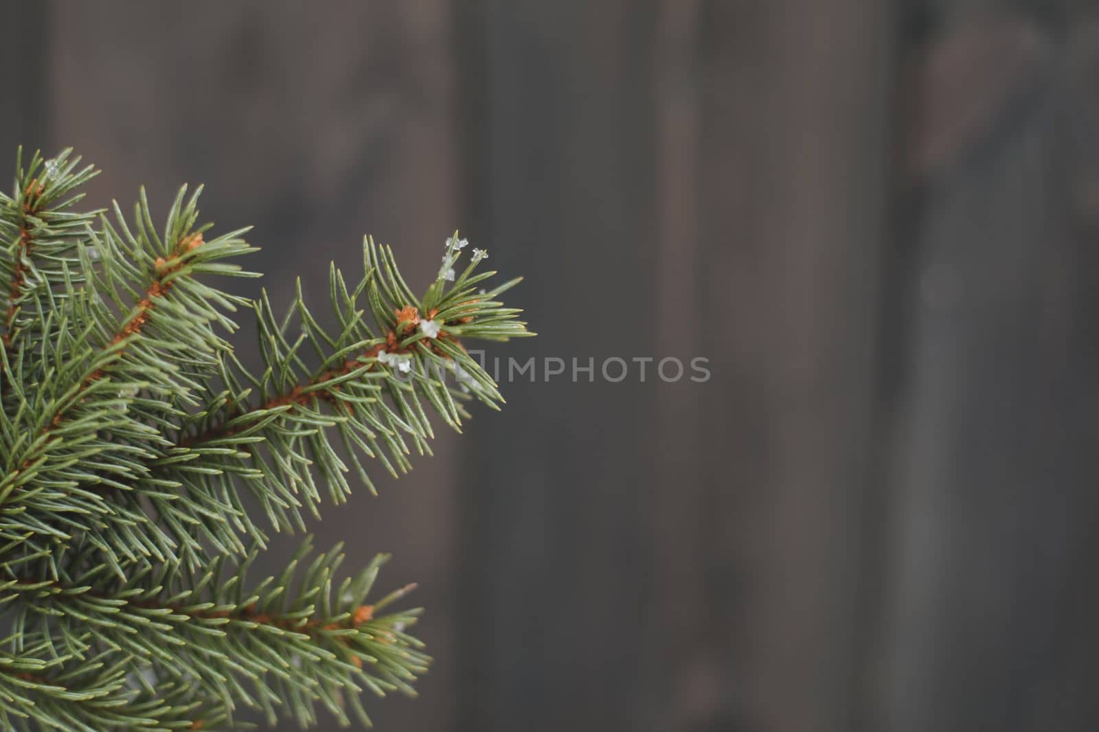 Christmas tree leaves macro photography. pine branch with snow on a winter day.