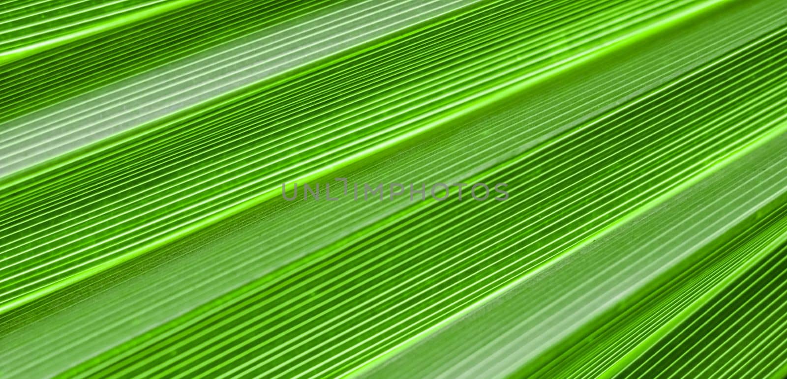 Palm leaf texture background. Summer holiday and tropical nature concept. by Olayola