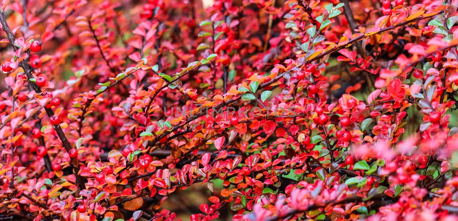 Blurred autumn background. Red leaves and fruits on the cotoneaster horizontalis branches