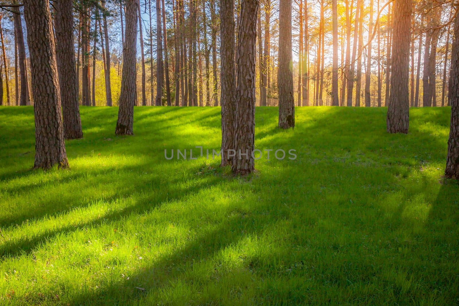 Golden Sunset between trunk trees and green lawn in public park, Vilnius, Lithuania