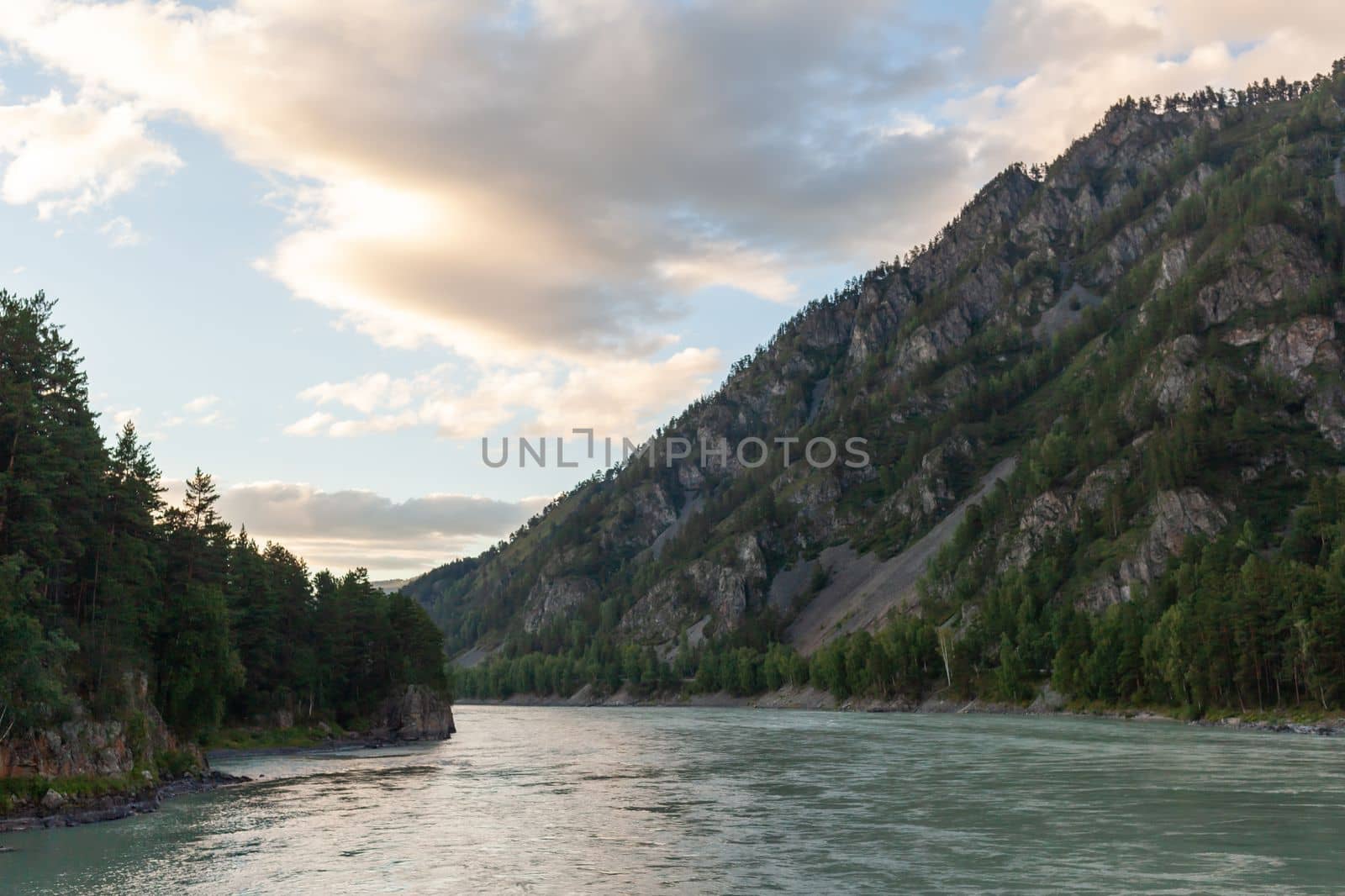 A fast-flowing wide and full-flowing mountain river. Large rocks stick out of the water. Big mountain river Katun, turquoise color, in the Altai Mountains, Altai Republic.