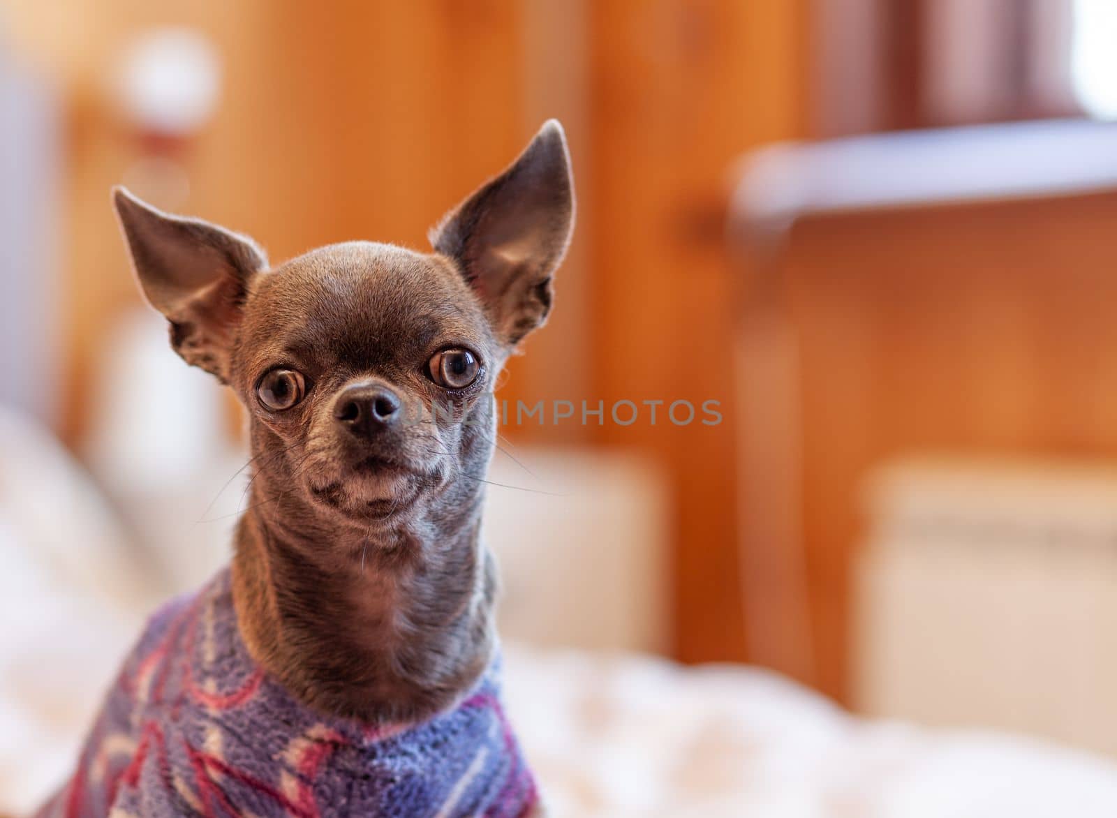 A close-up image shows a cute chihuahua puppy of a domestic mammal breed lying relaxing on a bed. Pets are resting, sleeping. A touching and emotional portrait. Dog ears, eyes and muzzles