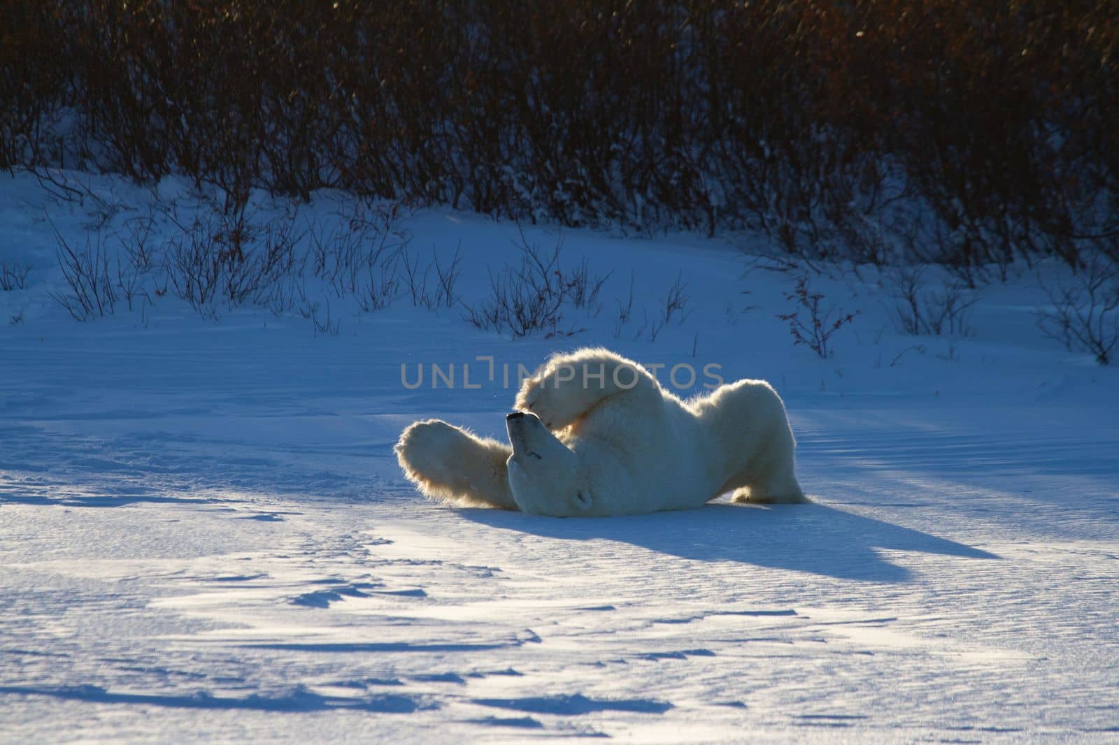 A polar bear rolling around in snow with legs in the air, with snow on the ground by Granchinho