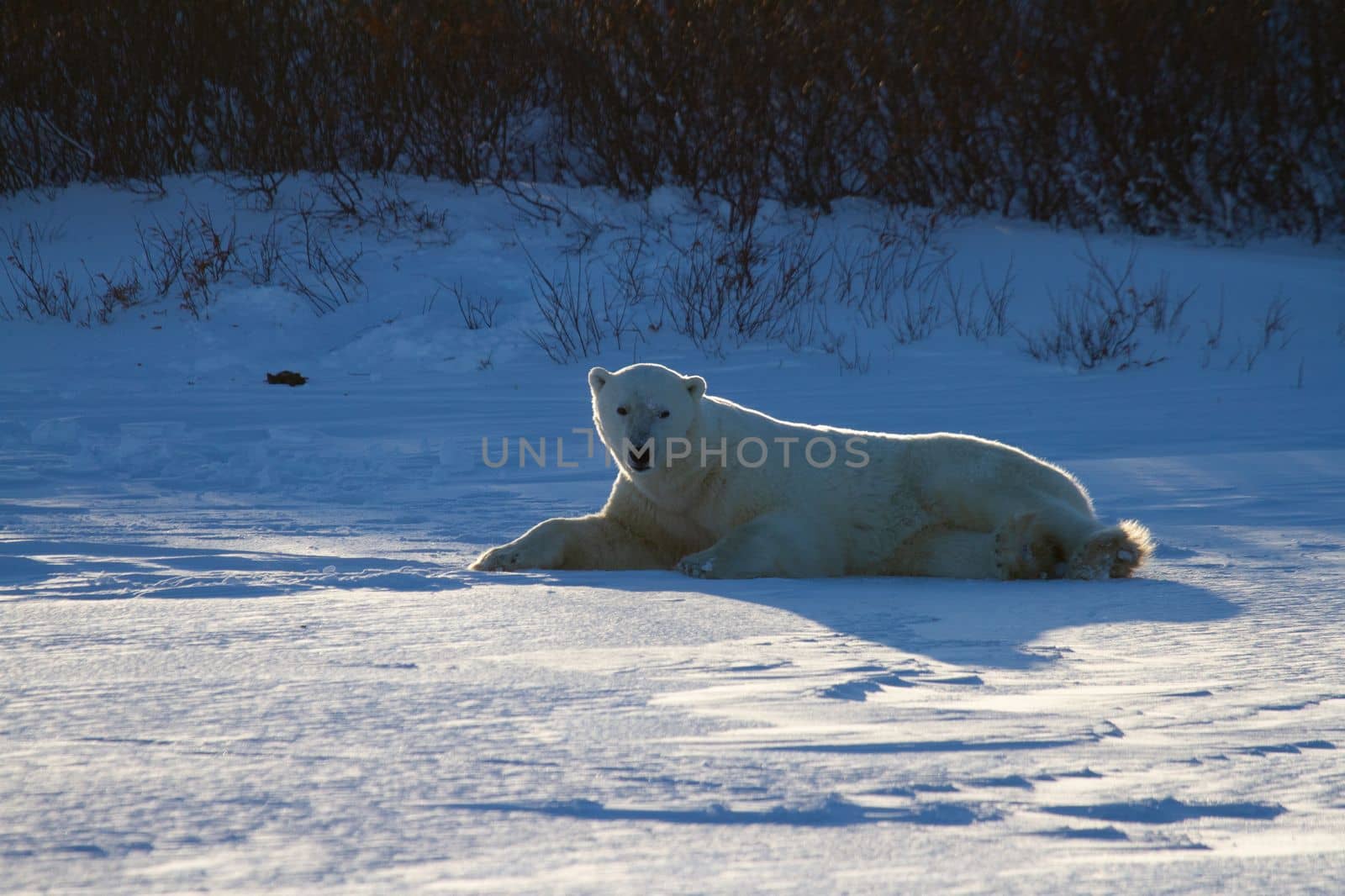 A polar bear lying in snow and staring at the camera with willows in the background by Granchinho