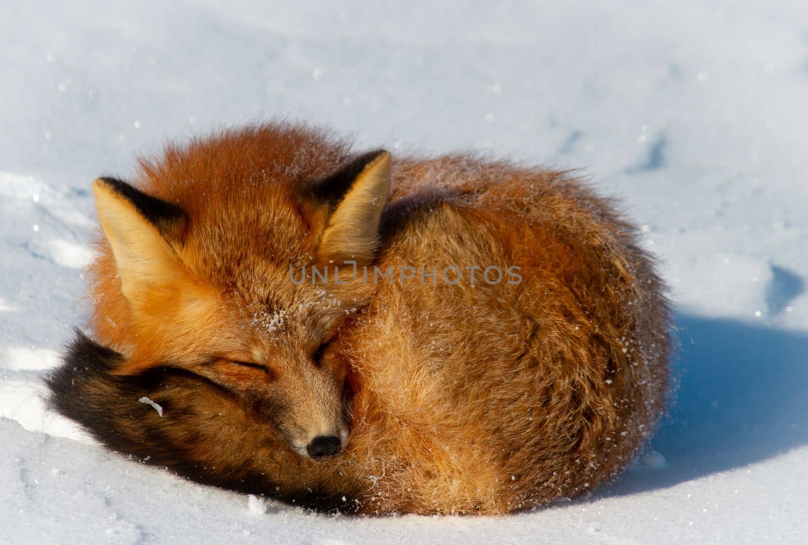 Closeup of a red fox or Vulpes vulpes curled up in a snowbank near Churchill, Manitoba Canada by Granchinho