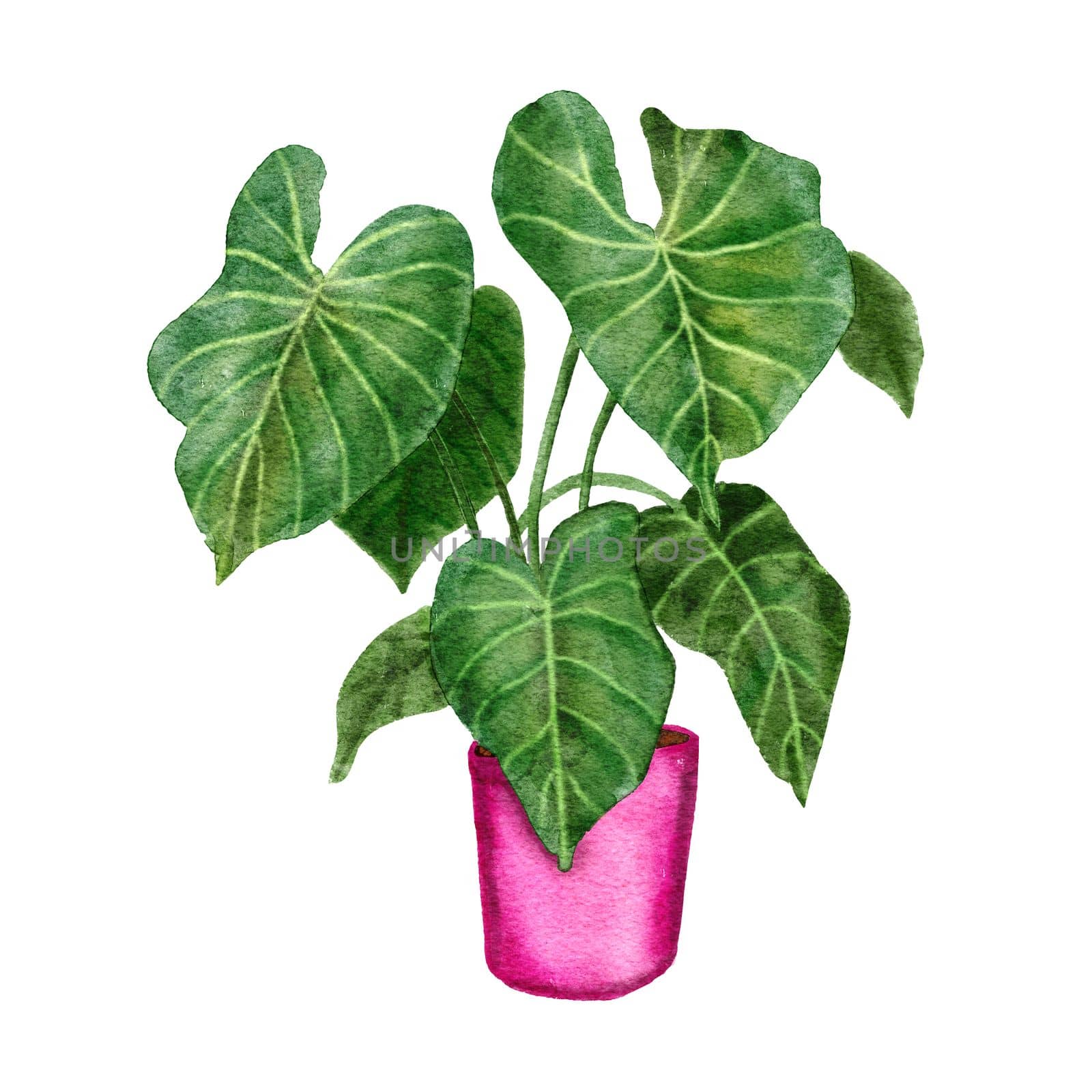 Hand drawn watercolor illustration of philodendron gloriosim houseplant, green leaves pink pot plant flower, tropical foliage leaves, expensive variety. Urban jungle nature lovers species herb. by Lagmar