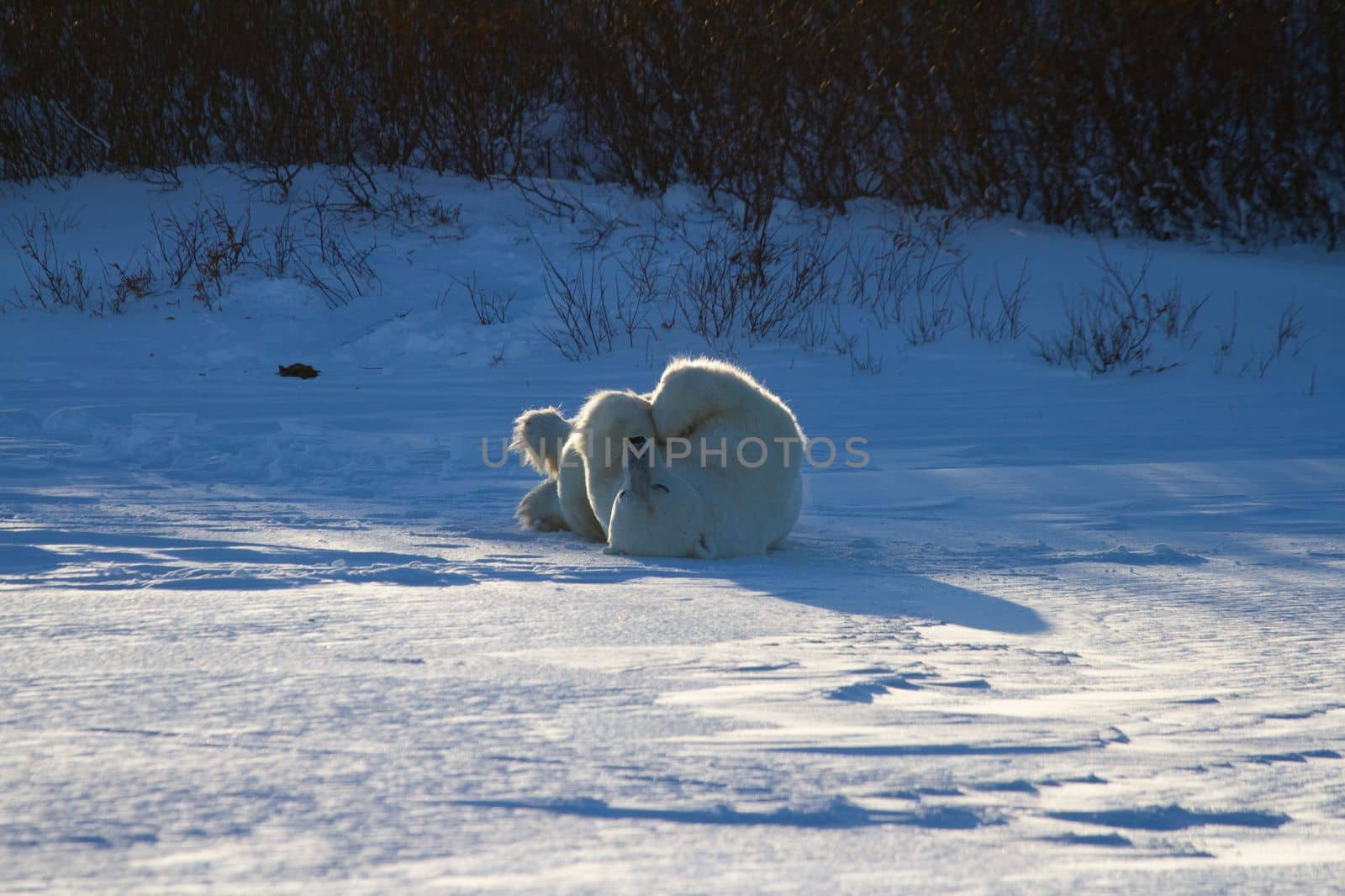 A polar bear rolling around in snow with legs in the air, with snow on the ground by Granchinho