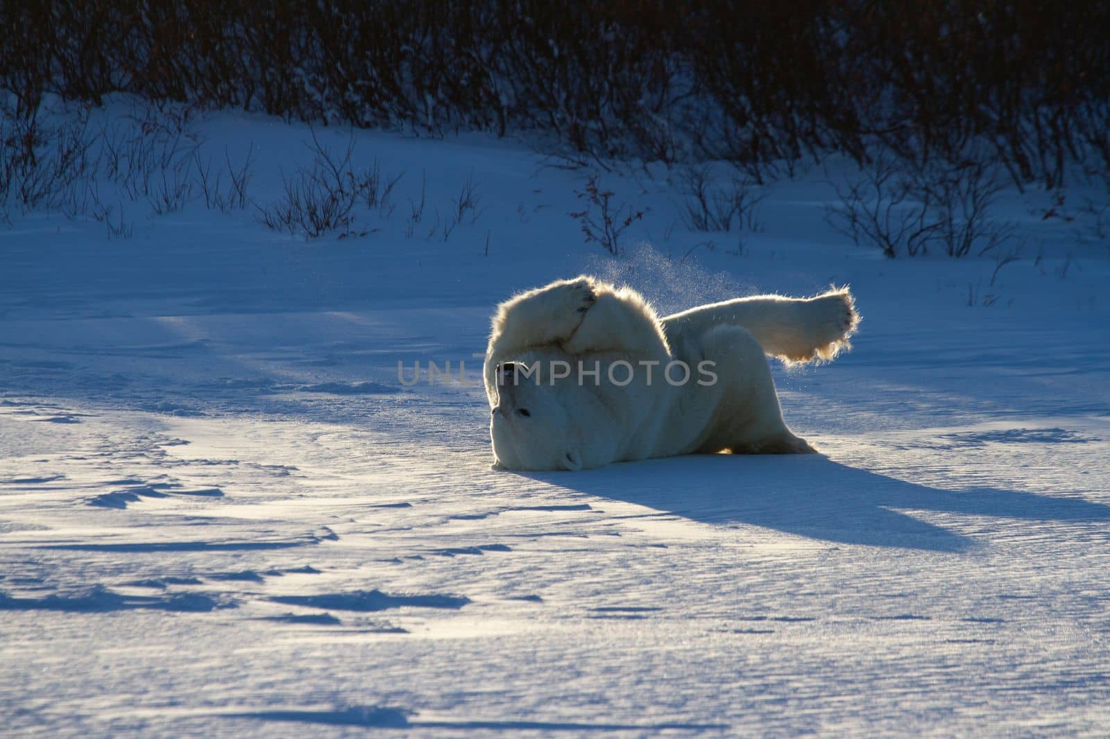 A polar bear rolling around in snow with legs in the air, with snow on the ground and willows in the background, near Churchill, Manitoba Canada